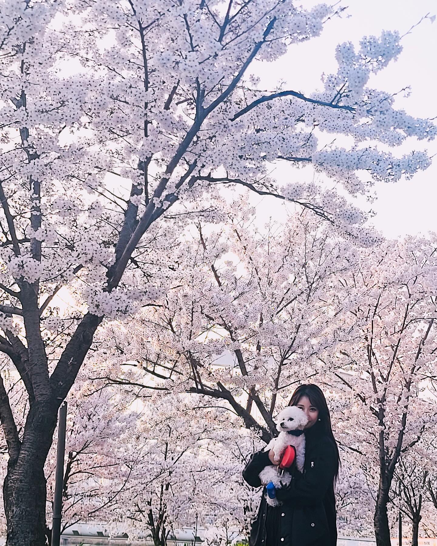 #미사호수공원 #벚꽃 #🌸
애들 학원가서 오빠랑 비쥬랑 셋이 꽃구경🌺