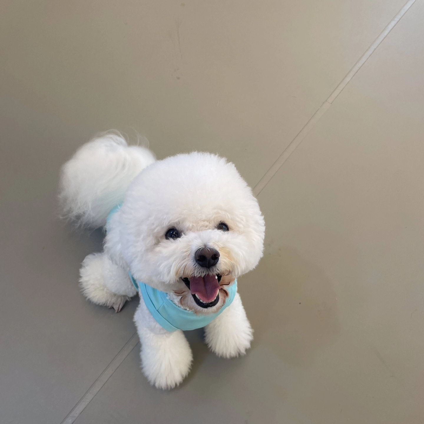 춘봉이 일상🐶🤍

엄마가 넘 바빠서 
인태기를 극복하지 못하는 중🥲

춘봉이는 여전히 유치원도 잘 다니구
매일매일 행복한 견생을 보내고이찌롱🫶🏻🩷

놀때도 잘때도 늘 최선을 다하는 중👍

아무대서나 너무 잘 자서 문제😂😂

이제 장마 시작되면 산책 못해서
너무 속상하지만
우리 즐거운 여름 즐겨보쟈🏖☀️
.
.
.
.
#춘봉이는 #매일귀여워
