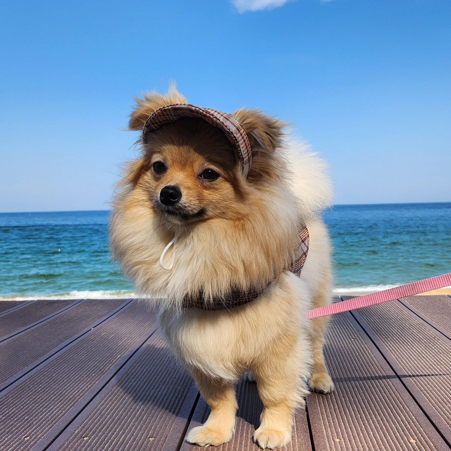 pet.daldang 옷 입고 모자 쓰고 시선집중!
속초해수욕장 열심히 걸어다니면서 모자 쓴 강아지라며 이쁨받고 온 김호두🤎
어떻게 모자 잘 쓰고 다니냐고 길에서 자꾸 물어보시는데,
....저도 잘은 모르겠지만 모자 쓰고 한 2~3분 칭찬하면서 산책하다보면 호두도 모자를 썼다는걸 잊어버리는 것 같기도 하고....
호두도 그냥 모자를 써야한다고 포기를 하는 것 같기도 하고
개달당 모자가 편해서 그런 것 같기도 하고
이유는 잘 모르겠지만, 아무튼 예쁘게 잘 쓴다! 귀엽다 내새꾸🤎

중앙시장에 왔더니 "아까 바닷가에서 본 귀염둥이네! 모자 쓴 애!"하면서 인사해주신 분도 있고ㅋㅋㅋ
시장 상인분들도 예쁘다 예쁘다 해주셔서 뿌듯했다🤗💕

#포메라니안 #포메김호두 #호두 #세이블포메라니안 #포메 #세이블포메 #🐶 #puppy #dog #pomeranian #sablepomeranian