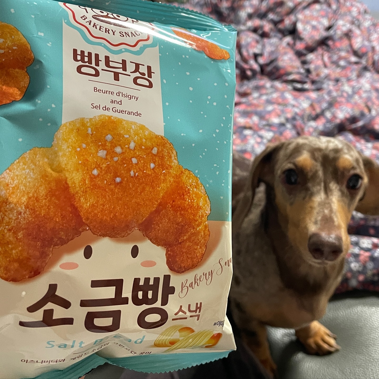 소금빵 스낵 

이거 바삭하니 맛있네요 ㅋㅋ

#내포 #내포신도시 #과자 #닥스훈트 #소금빵 #소금빵과자 #소금빵스낵