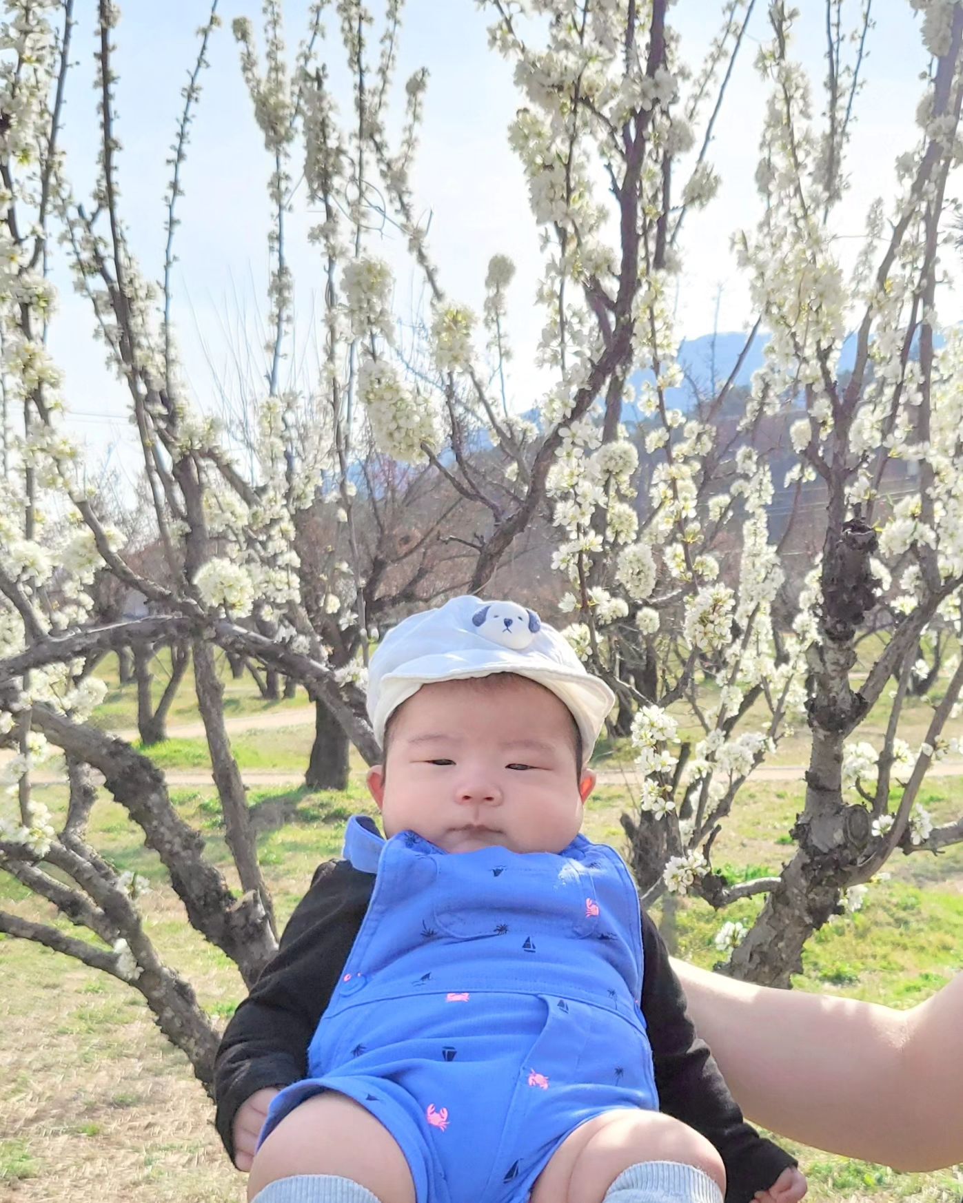 우리 현서 첫 나들이 갔을때 ❤️

100일도 안됬던 우리아기 
그래도 첫 꽃구경 시켜주고 싶어서
날 따뜻할 때 데리고 나갔었는데
쬐끔 앙상한 나무에 쪼금 속상했지만
사진 다시 보니 울애기만 귀여우면 되지뭐!!! ㅎㅎㅎ