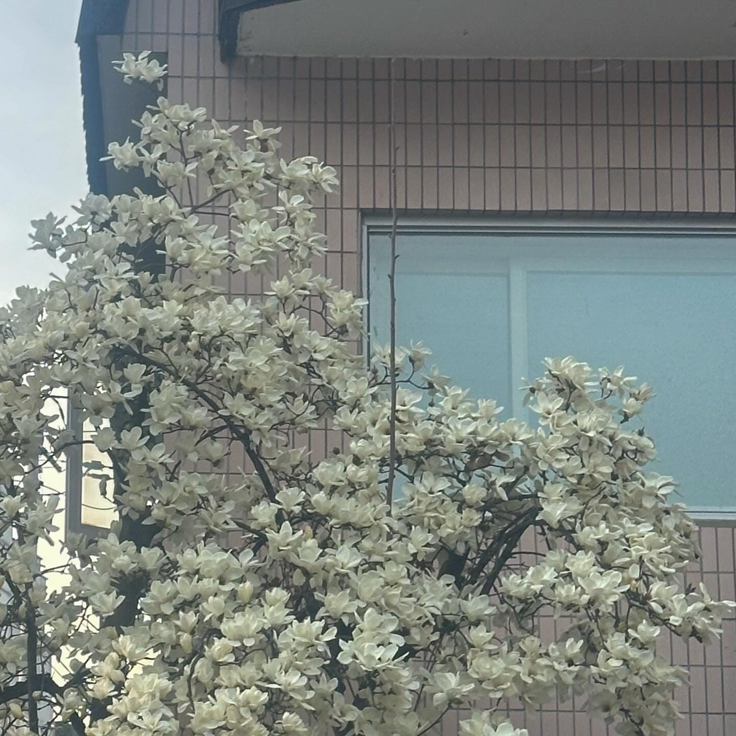 너무 따땃한 날씨에 행복했던 주말 🌸

슈펜에서 독일군 스니커즈를 제공받았습니다!
실물이 더 감동적인 색감 🫢

베이지색 벨벳 나시랑 코디 너무 만족스럽구,,,
걷다가 스윽 내려다보면 신발 색감이 예쁘니까 기분 최고🩵

봄에 주구장창 신어보겠습니당 ➰

#제품협찬 #독일군코디 #봄코디💘 #가죽자켓추천 #패션계정맞팔