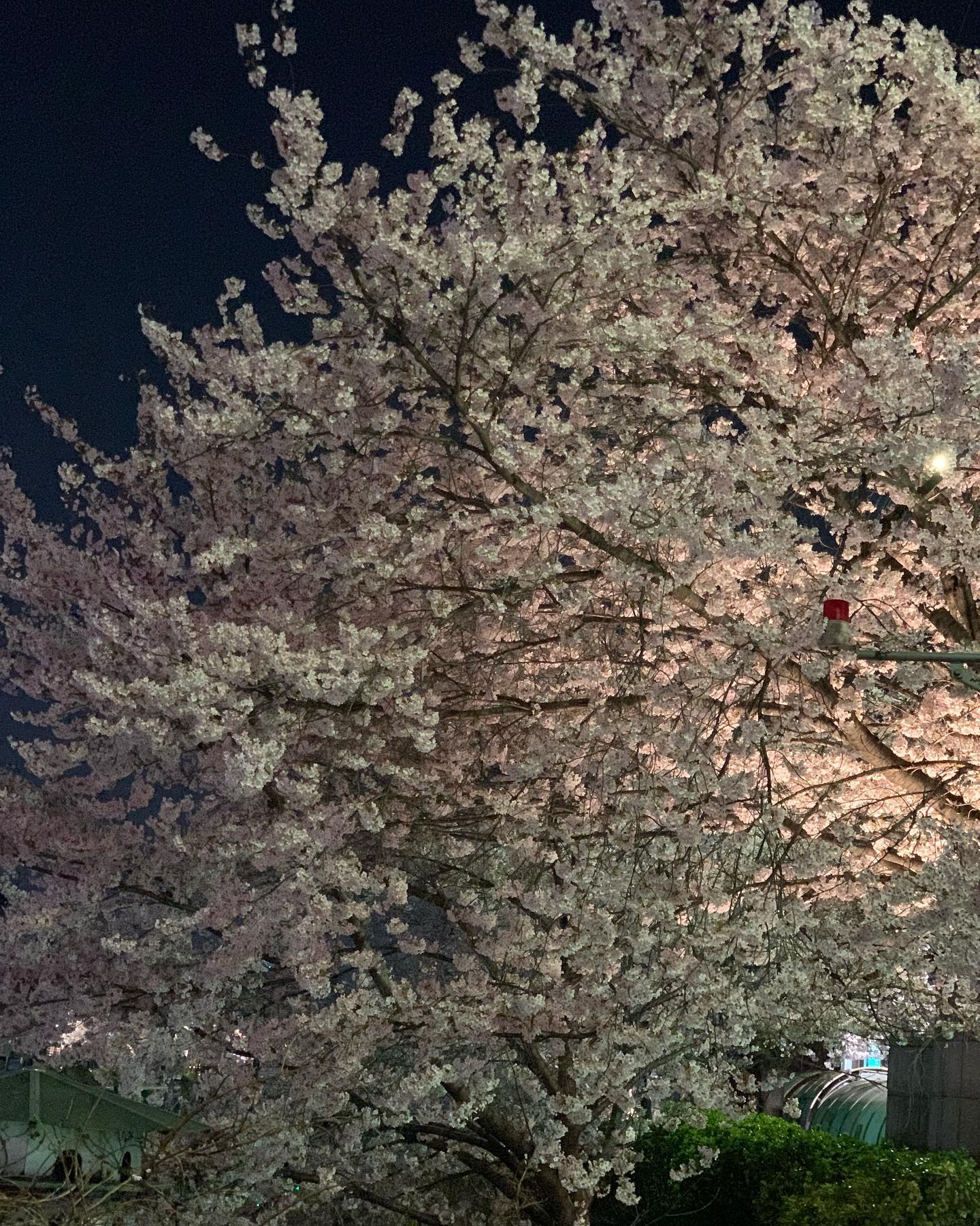 🌸