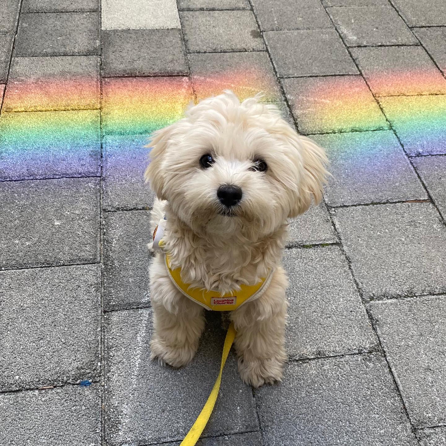 보기만 해도 해삐해지는 행운의 🌈무지개 강아지🌈

가루 덕분에 웅니들은 행복해🥲

#멍팔맞팔 #멍스타그램 #무지개 #🌈 #행운 #말티푸
