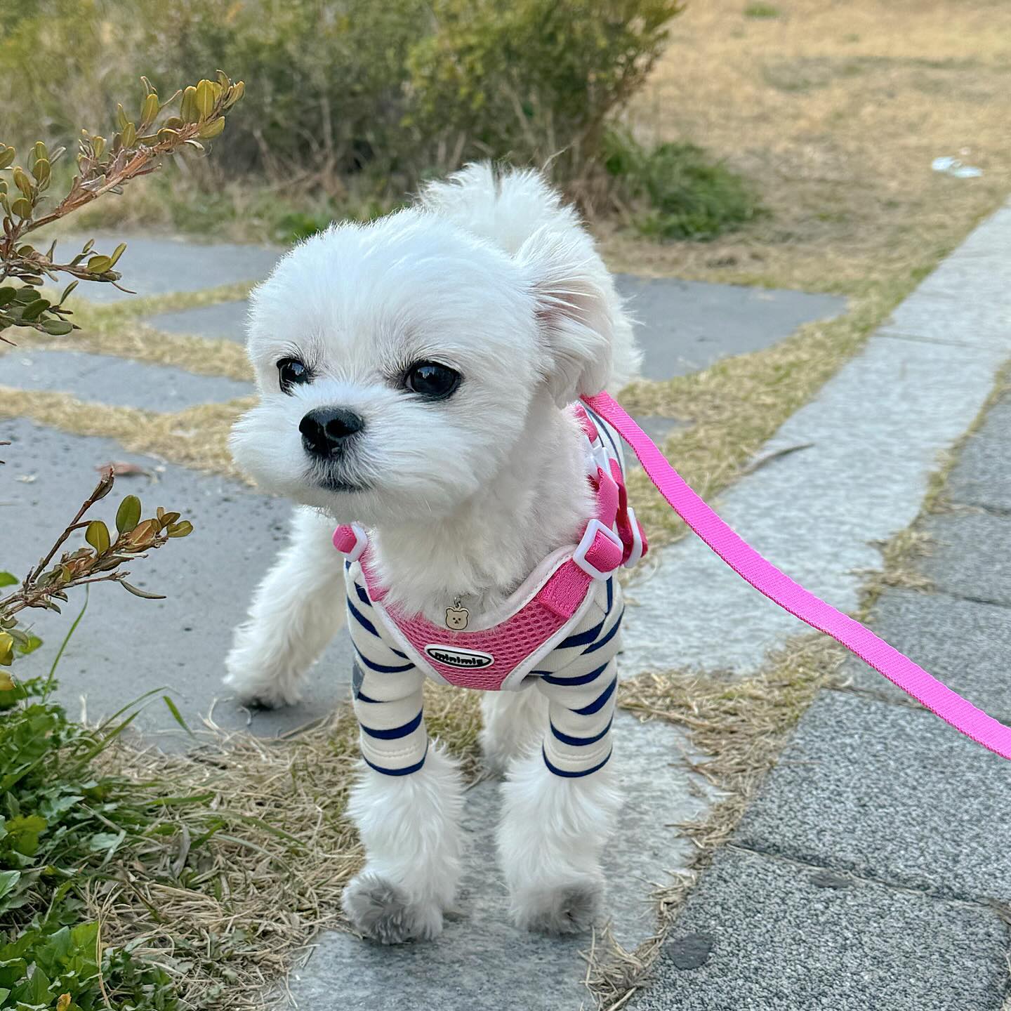 #협찬 #제품제공 

이쁜 하네스하고 산책하면 기부니 조크등여 💖

리카리카 세컨 브랜드 미니미즈에서 출시 된 🖍️크레용 에어핏 하네스 🖍️

* 도톰한 에어메쉬 원단으로 부드럽고 편안한 착용감
* 기도 압박과 켁켁 거림을 방지하는 X자형 하네스
* 에어메쉬 원단으로 여름에도 시원하게 착용 가능한 높은 통기성
* 버클로 손 쉽고 빠르게 착용
* 42g 초경량 하네스

핑꾸공츄는 핑크로 💕
( S사이즈 착용 )

🏷️ minimiz.pet 

#미니미즈 #리카리카 #강아지하네스 #경량하네스 #하네스 #하네스추천 #에어메쉬 #강아지용품 #에어핏 #펫스타그램  #멍스타그램 #견스타그램 #댕댕이  #산책 #강아지산책 #강아지협찬 #강아지협찬환영 #강아지모델  #멍팔 #맞팔 #소통 #좋아요 #댕스마스 #오늘의강아지#일상 #puppy #dog #cutedog