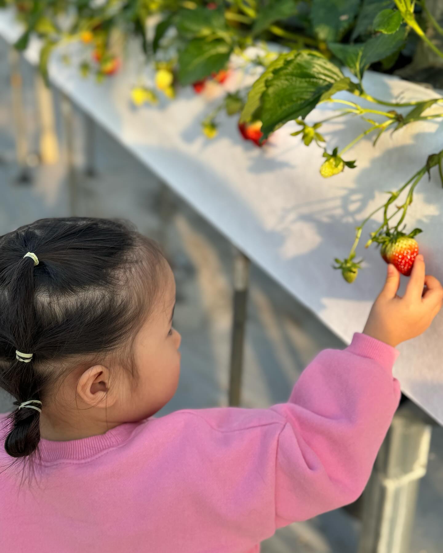 #양벌동딸기농장 #아딸농장 🍓