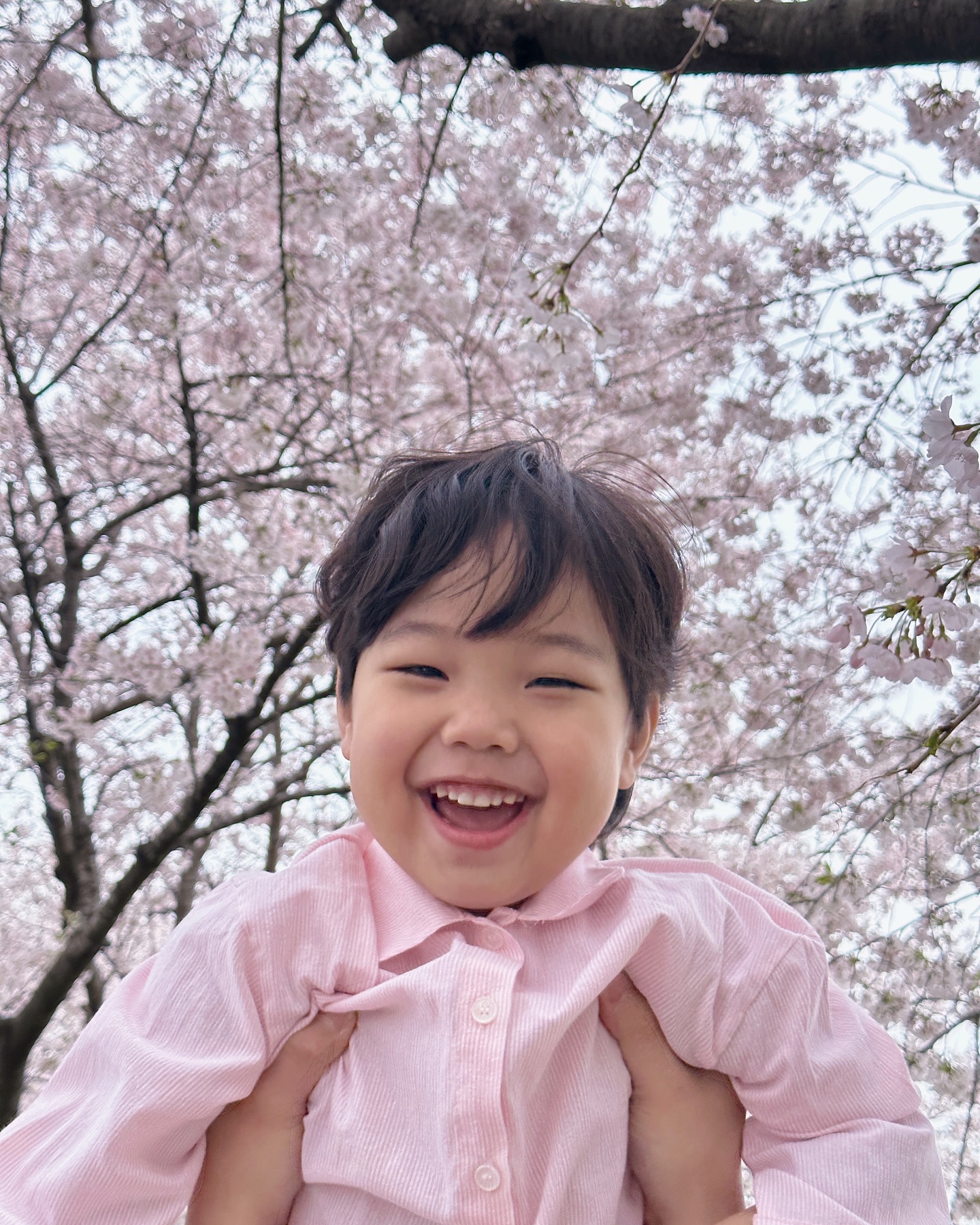 올해 벚꽃사진 중에서 가장 이쁜🌸