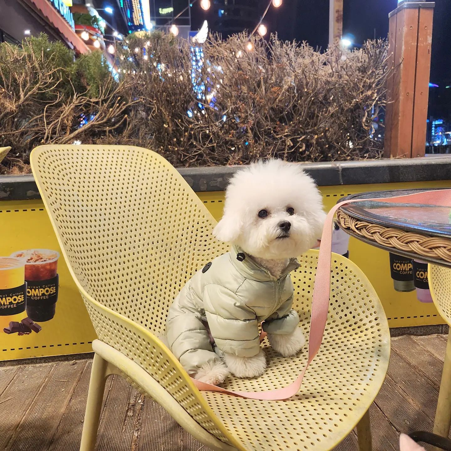 🩷 ㅆ ㅓ 우

그동안 찍어만 둔거
올릴게 또 한가득 - ♥️

다 못 올릴,, 느낌이지만,,

열심히 올려본다🥹

_

#멍팔 #댕팔 #강아지 #비숑 #멍스타그램 #댕스타그램 #인스타펫 #강아지모델 #협찬 #강아지협찬 #비숑프리제 #팔로우 #좋아요 #dog #puppy #pet #petstagram #like #follow