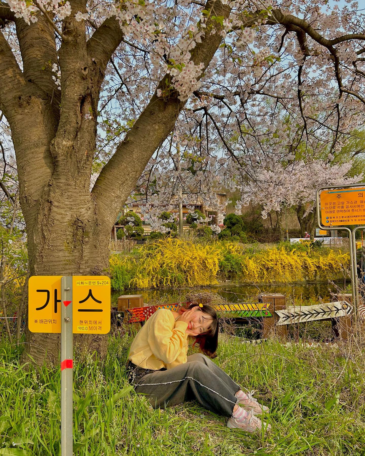 가는 길마다 꽃길이었던..🌼
언니가 시흥에 와서 행보캐🌸🌸

 📌시흥 보통천, 2024