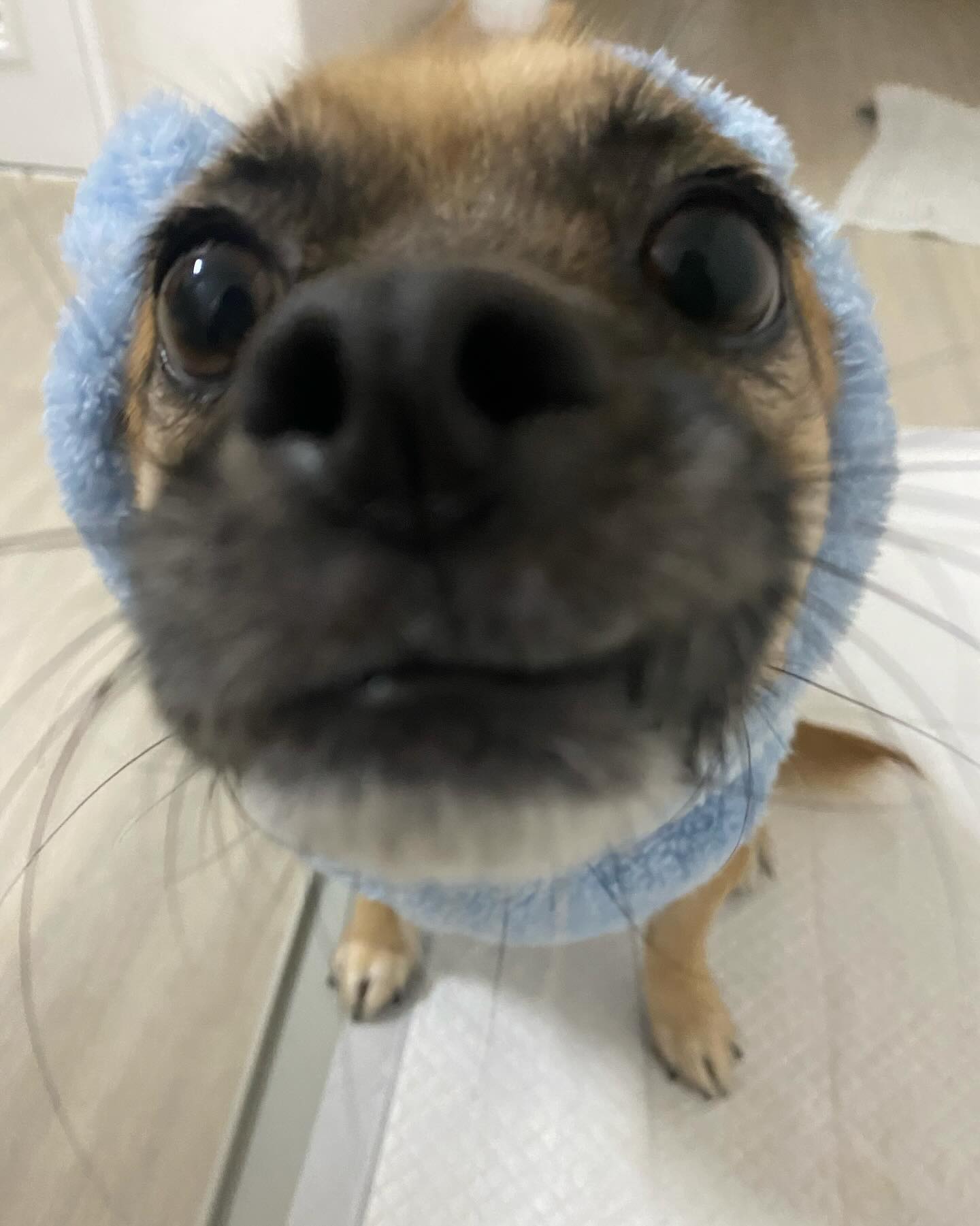 트레이드마크 수염과 부정교합 자랑😼