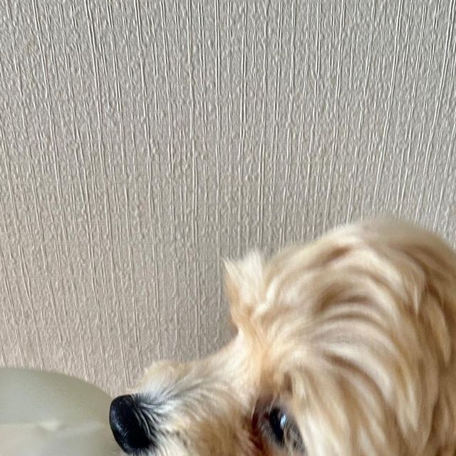 서우 on Instagram: "내 새끼 중성화하고 아무리 간식이랑 사료를 줘도 안먹더니 이건 그냥 허겁지겁…;; 처음으로 씨게 물릴뻔해씀다… 절대 강아지가 얌전할 수 없는 간식🤦🏻‍♀️ 원물