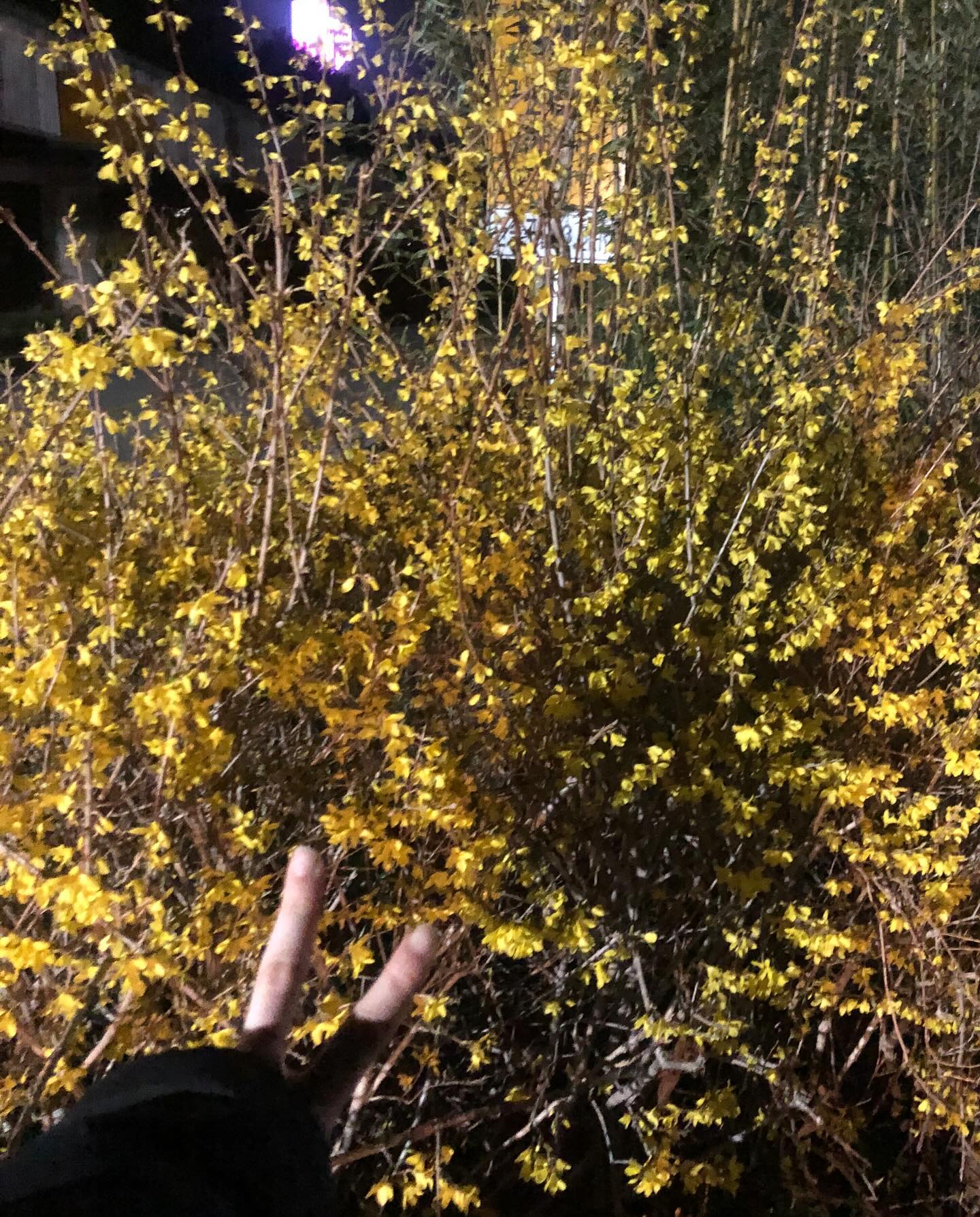 동해에서 만난 개나리🌼

#개나리 #밤꽃 #동해 #꽃놀이 #산책