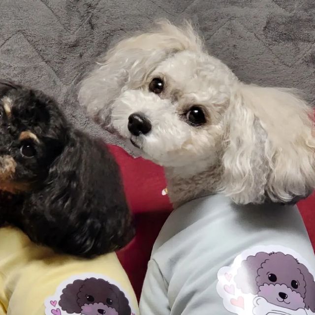 바로와 아치 🐾 on Instagram: "🐾 ʀᴇᴠɪᴇᴡ 드디어 우리 아이들도 쓸 수 있는 의류스티커가 런칭됐어요! 사람들이 사용하는 의류스티커는 꽤 많이 보였었는데 ·ᴗ· 유닛이 이렇게 우리 아