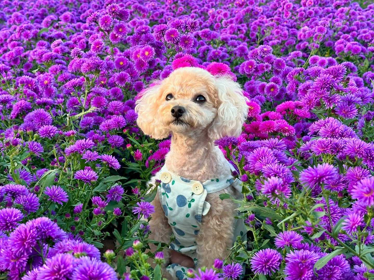 보라보라해💜