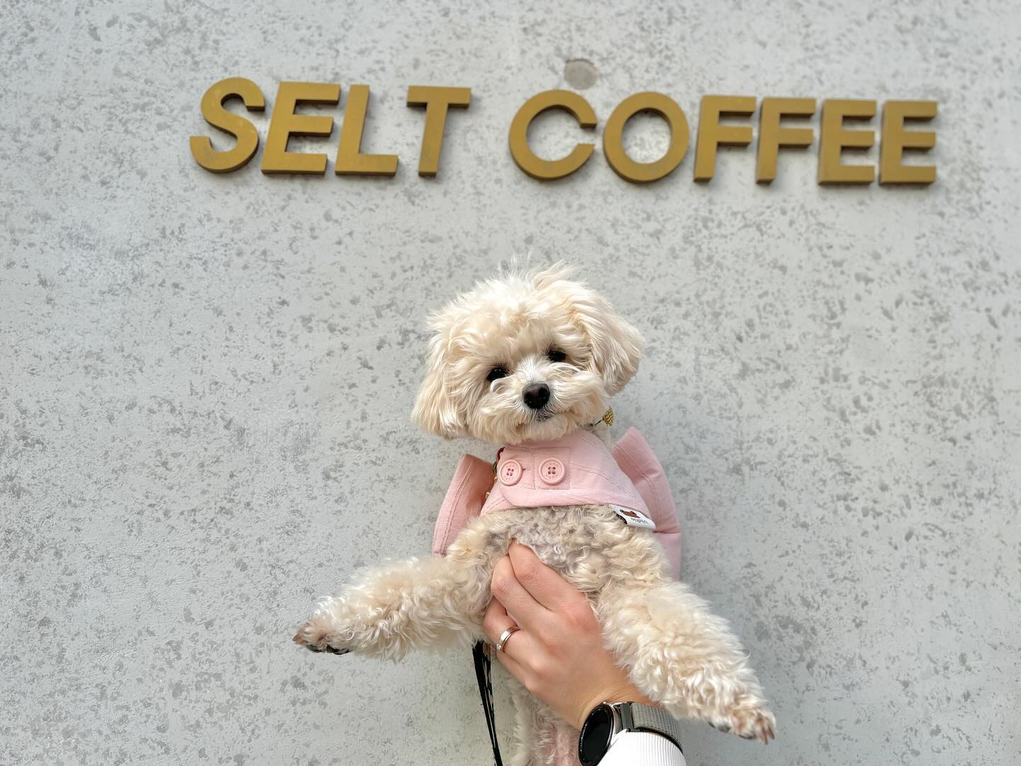 #협찬

나쵸랑 출동한 핸드드립 커피 맛집☕️ #셀트커피

편안하고 아늑한 분위기의 셀트커피는 공간이 굉장히 넓고 개방감있어서 여럿이 와서 즐기기에도 또는 혼커피를 즐기기에도 너무 좋은 카페공간인 점이 인상적이었어요🥰
그리구 일단 애견동반이 되는 점이 넘 좋았고 사장님이 나쵸를 예뻐해주셔서 넘모넘모 좋았던 곳🐶
벽 한쪽에 카페를 다녀간 강아지를 즉석카메라로 찍어서 장식해두신걸 봤는데 넘 귀엽고 몽글몽글한 기분이 들더라구요
마침 호수공원 근방이라 호수공원에서 산책 뛰뛰 함 하구 목축이러 오면 딱일 것 같아요 !

아 그리구 핸드드립 말고도 4가지의 시그니처 커피가 있었는데
단숨에 제 최애가 되버린 “Non-Titled"
캐모마일+복숭아+자두와 진토닉, 게이샤 콜드브루라는 설명이 써있어서 약간 이게 무슨 맛일지 가늠이 안됐는데
뭔가 상큼하면서 약간 쌉싸름하고 고소하면서 커피향이 물씬나는 되게 복잡미묘한의 커피맛 칵테일 같았어요 !🍹🍸
요즘 시그니처커피라하면 다들 크림 잔뜩올라간 아인슈페너 류만 팔아서 좀 질렸는데 굉장히 색달랐구
다른 시그니처 커피두 숩라떼(후추가 들어간대요), 바운드2(버터스카치), 셀트라떼(크림+에스프레소) 등 여러가지가 있어서
취향대로 입맛대로 골라마실 수 있어서 좋더라구요
그리구 핸드드립 맛집이니까 당연히 핸드드립도 한 잔 시켰는데
저희가 커피에 조예는 마이 안깊어도 목넘김이 부드러운 커피를 참 좋아하는데 오랜만에 그런 커피를 만나서 반가웠어요🫢
그래서 사장님께 어떻게 하면 이런 목넘김을 만들 수 있는거냐며 비법전수를 요청드렸는데 ㅋㅋ 같이 주신 종이에 원두종류, 물양, 추출시간, 물온도, 분쇄도 이런거 작성해둔걸 참고해서 시도해보시라고 하더라구요 
근데 약간 장인의 손맛이 좀더중요할것같기도요...🤔
그냥 똥손들은 셀트와서 마시기로 결심했어여...ㅋ_ㅋ🤣

그리고 그외에도 다양한 종류의 맛난 피낭시에들도 있어서
우리, 현대인은 커피를 빵없이 먹지 않잖아요? 빵+커피=극락
부디 커피만 마시는 그런 실수 하지 않기로 해요🥐

친절한 사장님과 원두랑 내리는 방법 수다도 떨고 강아지에대한 수다도 떨고 너무 즐거웠던 애동카 셀트커피 나들이 아주 대성공이었습니다. 호공갈 때마다 한번씩 들릴 예정이에요(나 왜 호공 옆에 안살지...?)😎

#동탄장지동카페 #동탄호수공원 #애견동반 #애견동반카페 #핸드드립 #동탄카페 #동탄카페맛집 #남동탄 #남동탄카페 #동탄애견동반 #동탄애견동반카페 #커피스타그램 #카페놀이 #카페스타그램 #데이트 #럽스타그램 #먹스타그램 #일상 #좋반 #좋아요반사 #멍스타그램 #댕댕이그램 #강아지 #말티푸 #리뷰노트