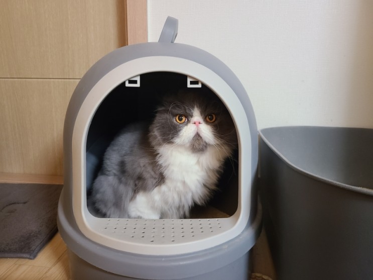 꼬뜨 샌드 카사바 고양이모래 그린 천연 고양이모래 추천드립니다!