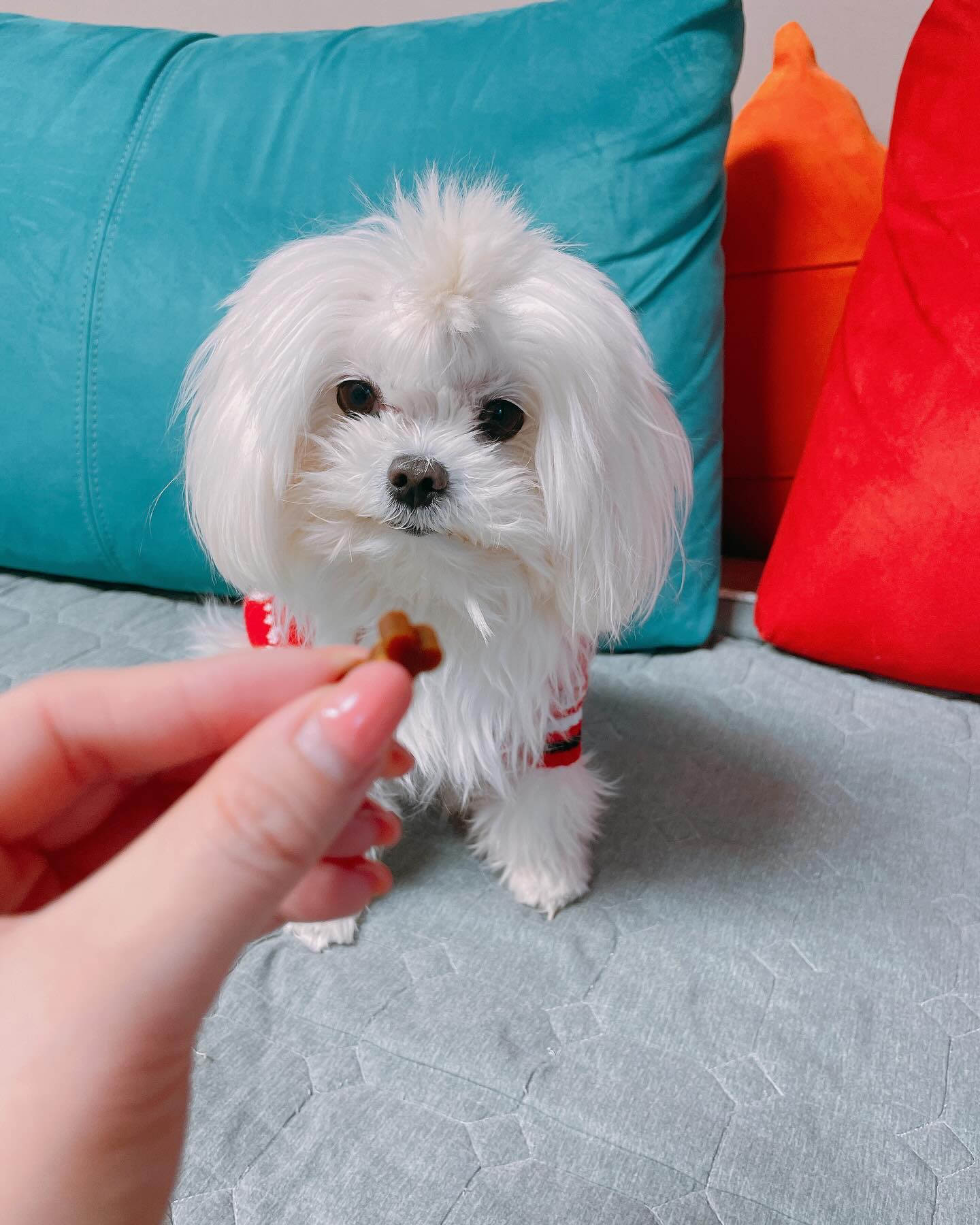 아랑이놀리기🤣🤣🤣