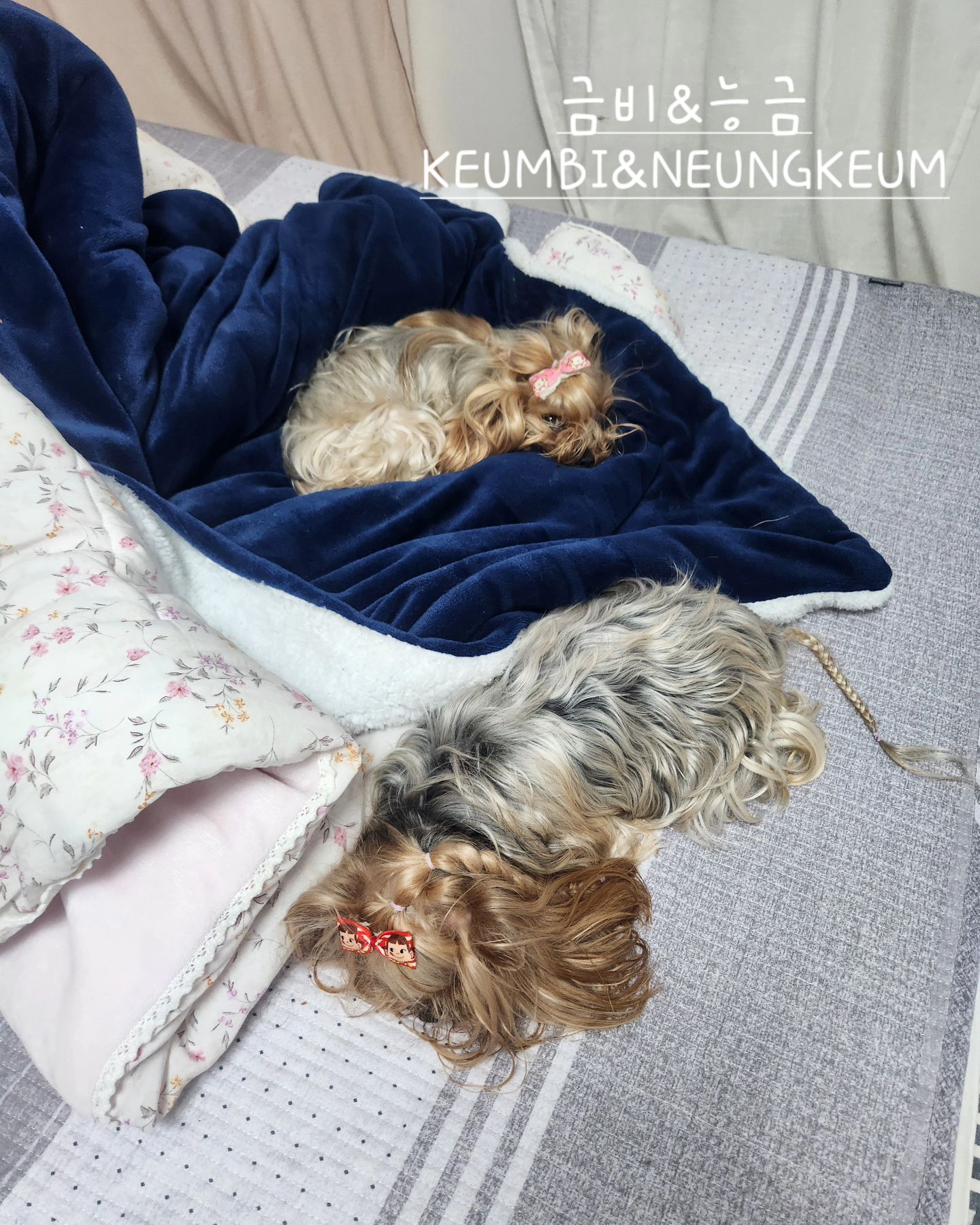 잠꾸러기들 🐶❤️😍😊

.

Thank you for your heart and comments 😊
.
#KEUMBI #NEUNGKEUM #금비 #능금 #요크셔테리어 #yorkiegram #우아금비 #깜찍능금 #instadog #내공주님들♥#요키는사랑입니다❤️ #황금개_금비랑능금이 #금능이네 #yorkshireterrier