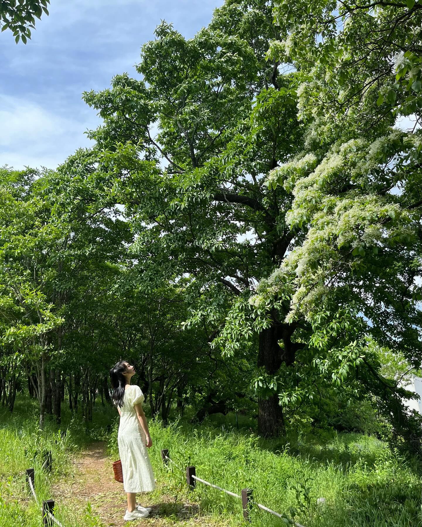 벌써 여름냄새 🍃
꽃 다 떨어지기 전에 얼른 이팝나무 사냥 
미간에 모기 물려도 풀냄새 조와,, ♡̷̷̷ 

🌿 교항리 이팝나무 군락지

📍 대구광역시 달성군 옥포읍 교항리 957
🅿️ 주차장 ❌ (정자 앞에 주차)
🐕 애견동반 ⭕️