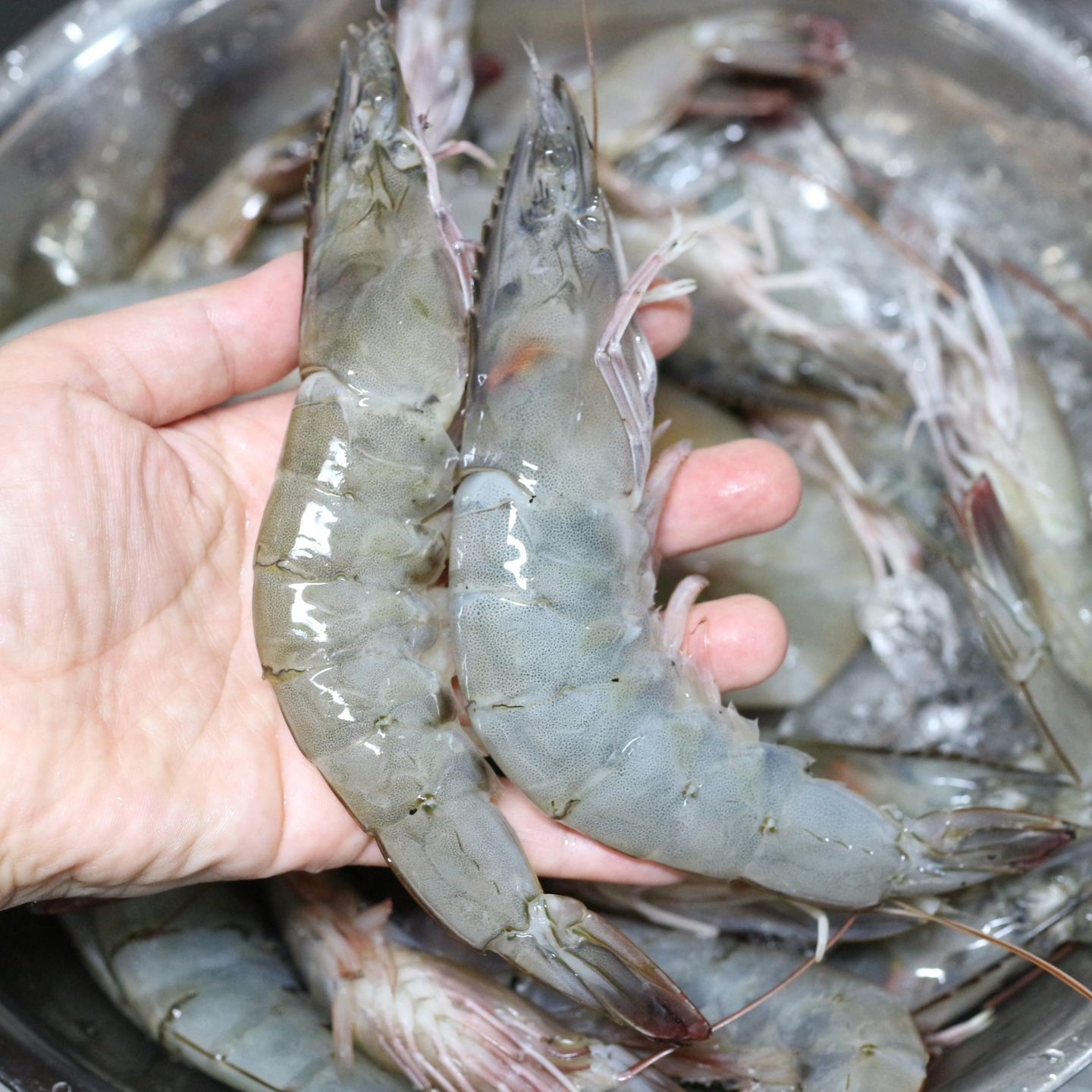 만중이네회수산 daeha_market 

믿고 먹는 만중이네.
철 가기 전에 한 번 더 주문해서 야무지게 먹기!!
이보다 더 통통할 수는 없따아아아아아👍👍👍

#만중이네회수산 #남당리대하맛집 #남당항대하맛집 #남당항축제 #왕새우요리 #여행요리 #대하택배 #남당항맛집 #남당리맛집