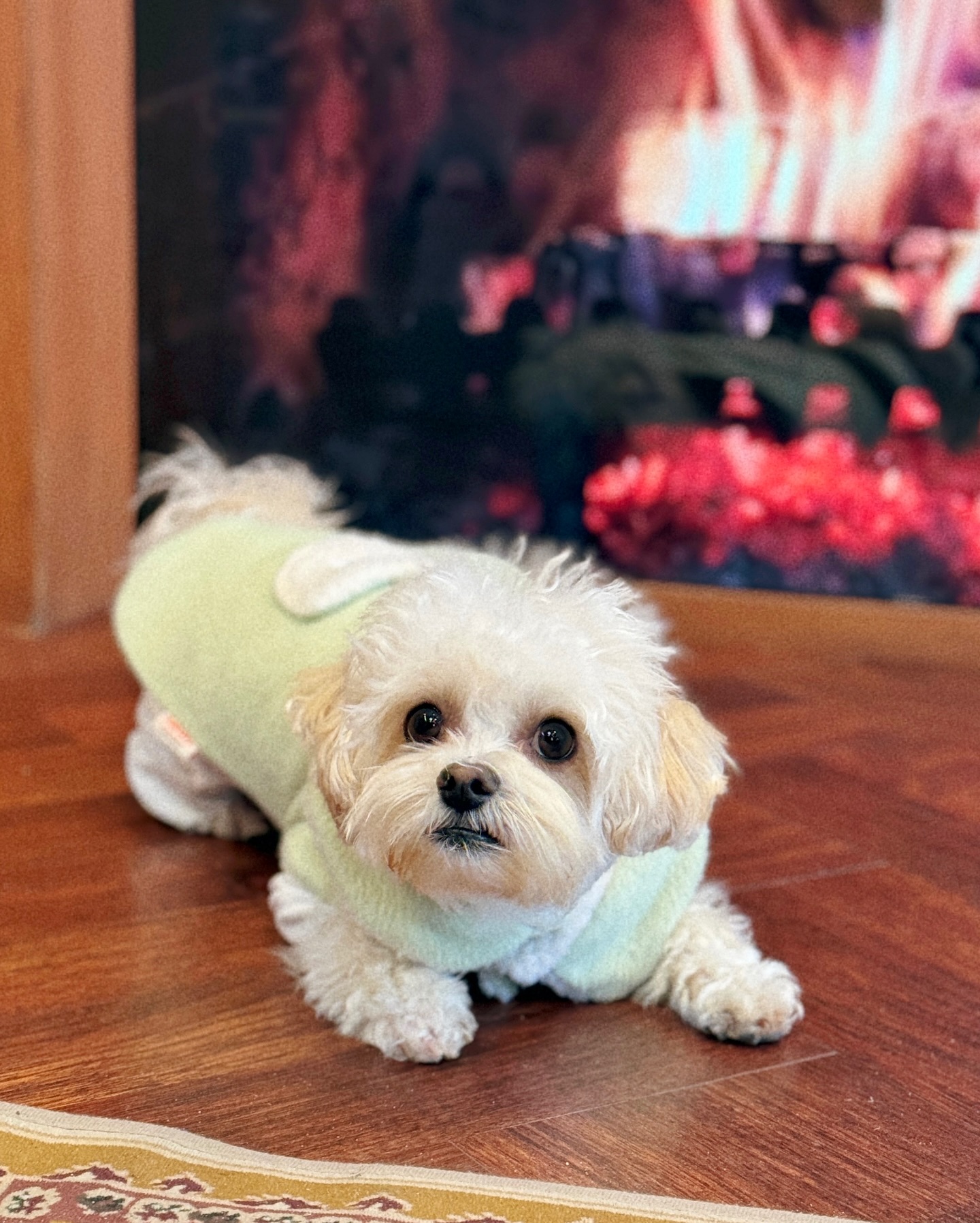 짭난로지만 진짜로 따땃한 것 같아❤️‍🔥

무비털보다 더 보들보들한 판쵸도 넘무 따숩고..
하트귀도리 진.짜.귀.엽.다.