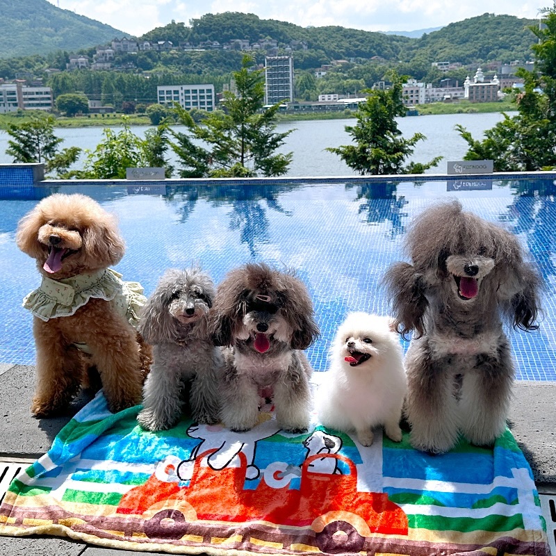 🫧
물보라를 일으켜~ 따따따따~🐬
장마철에는 나가 놀 수가 없으니
맑았던 날 사진 꺼내는 게 국룰인정?
.
우리는 애견 동반 수영장을 다녀왔지!
깊이도 꽤 깊어서 사람들도 수영이 가능한데
여기는 오프리쉬까지 가능한 곳이라
우리 목줄 없는 거에 대한 오해 🙅🏻
.
사람 수영장의 매너와 마찬가지로
우리 강아지들 역시 입수 전에 간단하게
몸을 씻고 들어가야 하는 거 알지?
수영장 안에서 배변하기 역시 🚫
물을 즐기기 전에 미리미리 볼일 보자!
어차피 우리는 💩을 싸도 👏🏻받는 존재라서
엄마들이 치워줄 거야🤣
.
나는 수영하는 거는 별로 좋아하지 않고
튜브 타고 물 위에 떠 있는 걸 즐겨서
수영하지 않았고, 달씌만 수영했는데🏊🏻‍♀️
수영 끝나고 수건에 돌돌 싸여서
엄마 일하는 곳으로 연행된 달씌는
멍빨당하고 미용까지 당했어✂️
.
올여름 우리 집 목표는 엄마, 아빠랑
애견 수영장 도장 깨기인데...🤔
아휴 이 장마.. 언제 끝날까☔
왜 산책을 나가지 않는지에 대해서
엄마가 설명을 해줘도 이해는 못 하겠지만
우리 다 같이 장마 열심히 이겨내 보자🥲
.
.
.
🐾본 캠페인은 성숙한 반려견 문화 정착을 위한 캠페인입니다.
.
💛해당 콘텐츠는 토요타 바른 DOG의 후원을 받아 제작되었습니다.
.
🚕 bareundog_toyotakr
.
#TOYOTA #토요타 #토요타바른DOG #토요타반려문화 #토요타바른DOG캠페인 #바른DOG캠페인 #바른DOG크루 #펫티켓 #토요타코리아 #바니달씌 #팬텀푸들자매 #강아지산책 #애견수영장 #양평애견수영장 #이든독 #반려견에티켓 #오늘의강아지 #귀여운강아지 #바니와친구들 #강아지일상 #강아지소통 #팬텀푸들달씌 #팬텀푸들바니 #phantompoodlebonnie #phantompoodledarcy #swimmingdog #cutepetclub #dailypuppies #petiquette #summerdogs
