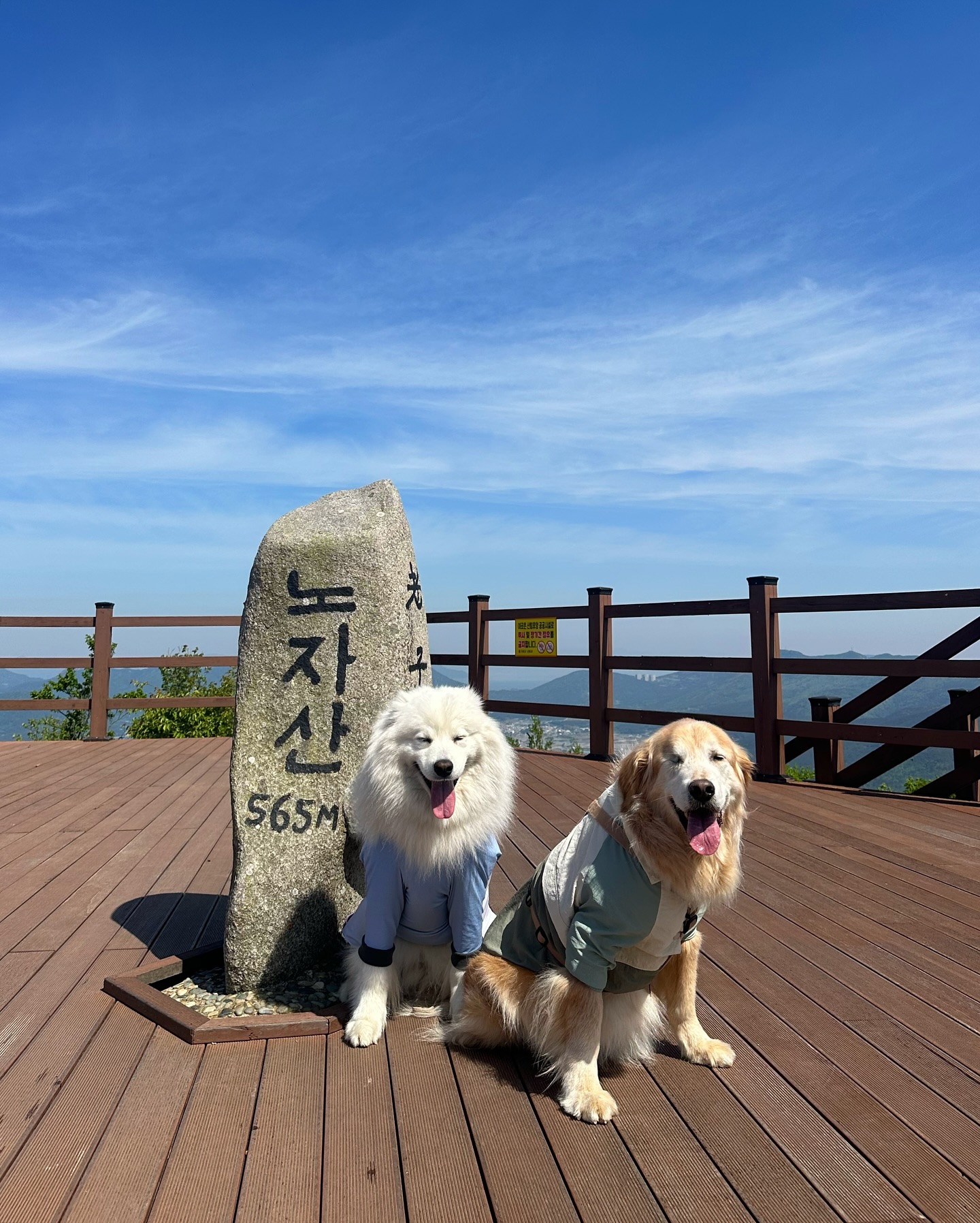 #김가네루이🐶 #사모예드루이 #20240502
오늘도 아들이랑 알찬 하루
루이가 너무 좋아하는 등산⛰️
내 발목때문에 잘 해줄 수 없는데 오늘은 케이블카 덕분에
기분 좀 냈다!!ㅎㅎ

차에서 항상 루이한테 자리 다 양보해주는 착한 아들이🧡
고마워