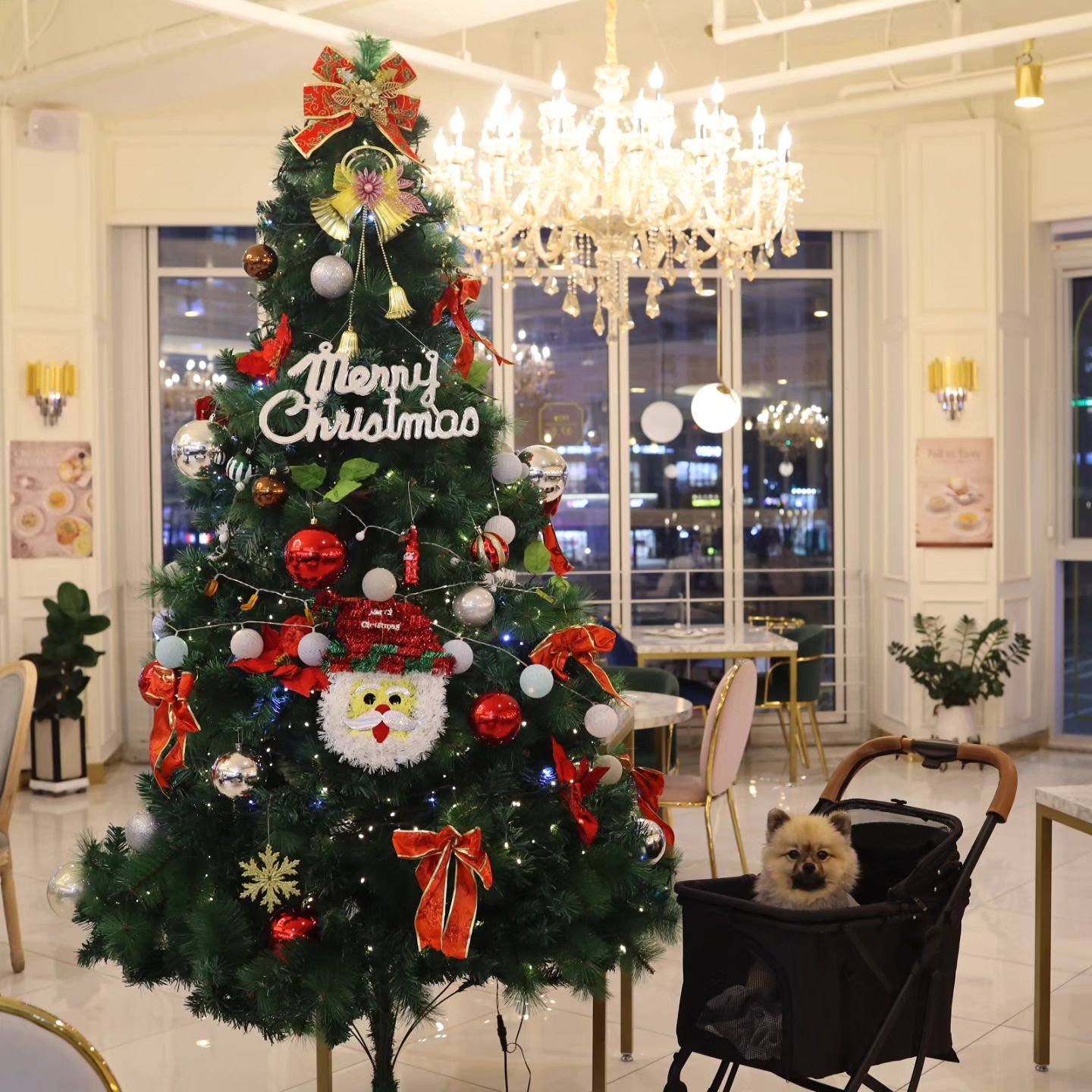 Christmas is coming 🎄
나 크리스마스까지 엄빠 말 잘 들으면
산타할부지가 선물가져다 주겠지 ⁉️

그래서 엄빠 밥 먹을 때 나 얌전히 기다렸다규 🫶🏻

산타할부지 착한 정럭키 멋진 선물 부탁해여 🙏🏻