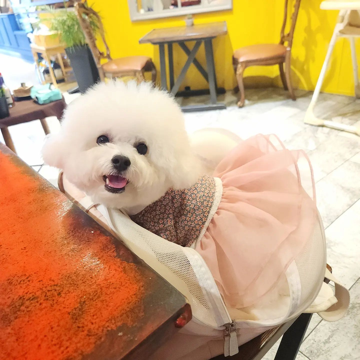 🩷

연휴 사진 이제야 올리기 ꔛ

안올린 사진 한가득인 심서우🥹

다들 즐거운 주말 되세요-`♥´-

🏷서우 옷 blecler_official 
_

#멍팔 #댕팔 #강아지 #비숑 #멍스타그램 #댕스타그램 #인스타펫 #강아지모델 #협찬 #강아지협찬 #비숑프리제 #팔로우 #좋아요 #dog #puppy #pet #petstagram #like #follow #광안리애견동반