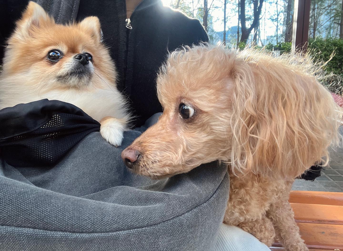 댕댕이들 따뜻하게 입고다니기 🐩❄️