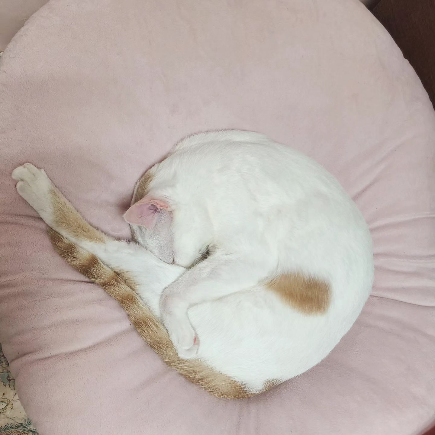 냥모나이트

요가하듯 잠자는 고양이 
#고양이 #귀여운고양이 
#cutecat #cat #catlover