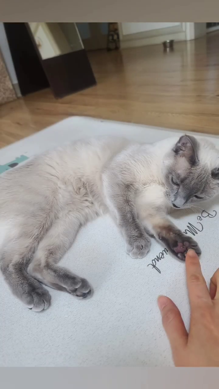 #고양이 #샴고양이 #마리 #집사
