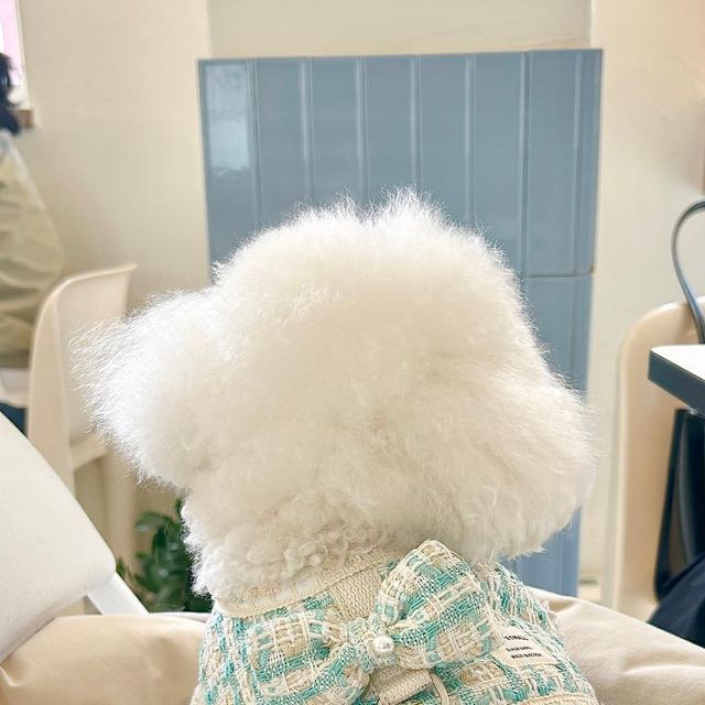 토이푸들 miro🤍 on Instagram: "🤍#협찬 물방울 모양의 팬던트 귀엽죠💧 앞면에는 아이이름 뒷면에는 성별, 전화번호, 등록번호 그리고 소중한 가족입니다 문구가 새겨져있어요🤍 작은 팬턴