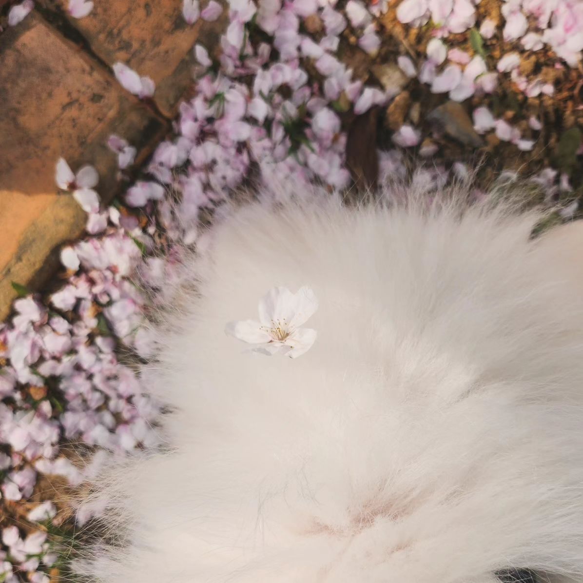 -
2024년 봄🌸
사랑해 콩, 두부야

#꽃개#스피츠#댕댕이그램