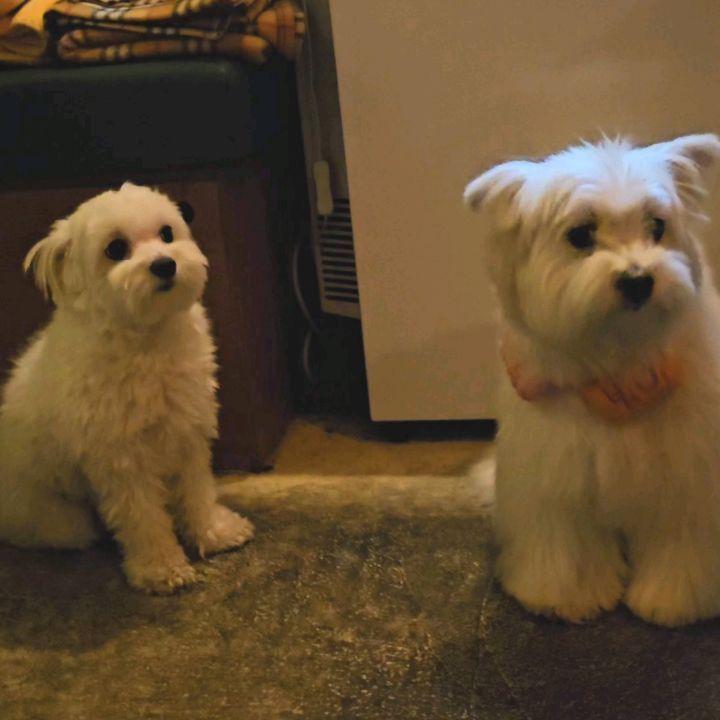 너무 귀여운 겁쟁이봄이🐶 겁쟁이밥이🐶
너네 너무 귀여웡💗💗💗

#봄이스타그램 #말티즈 #말티즈그램 #강아지스타그램 #강아지그램 #멍멍이 #도그스타그램 #댕댕이 #강아지일상 #instadog
