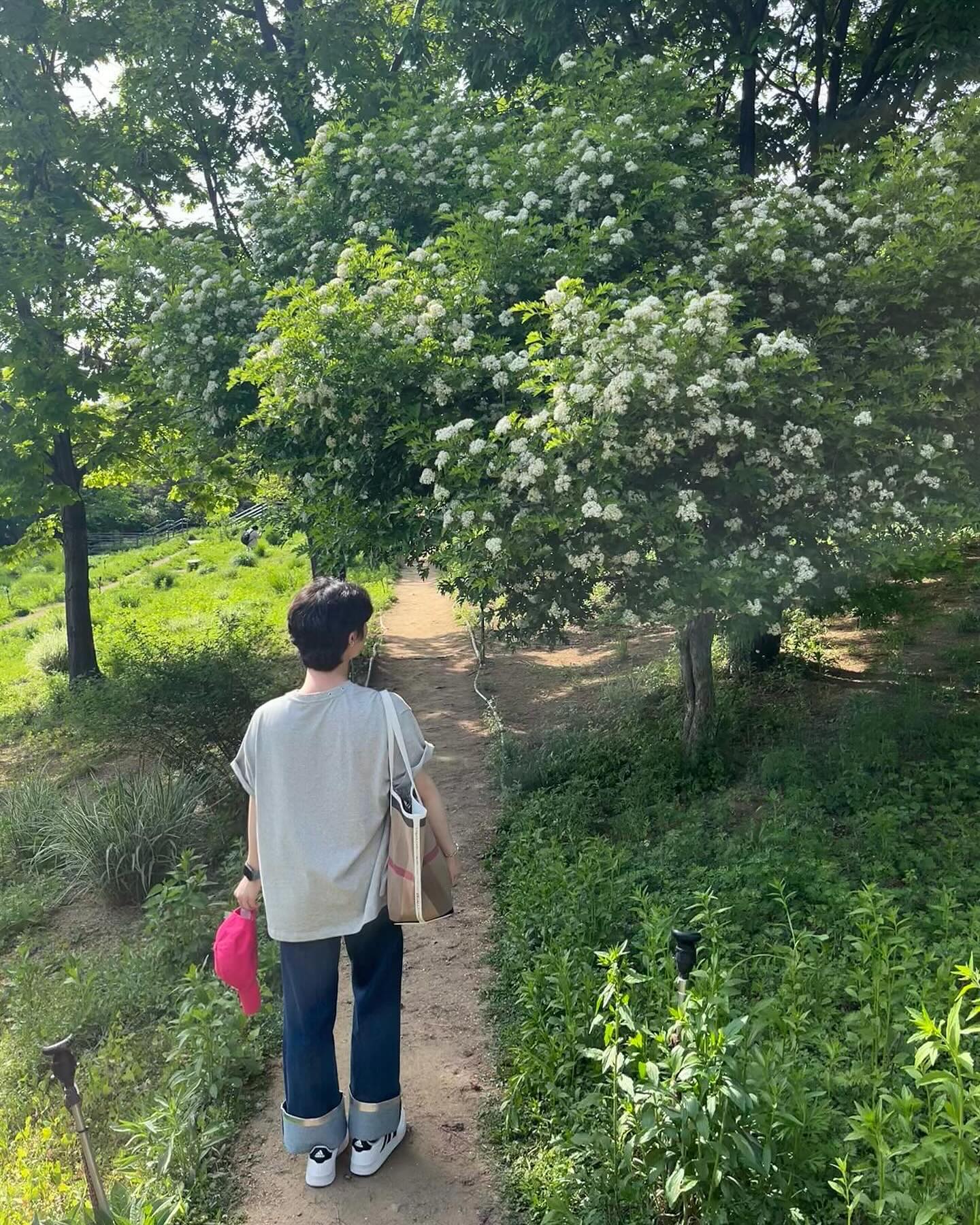 🌳🌿☀️◡̎