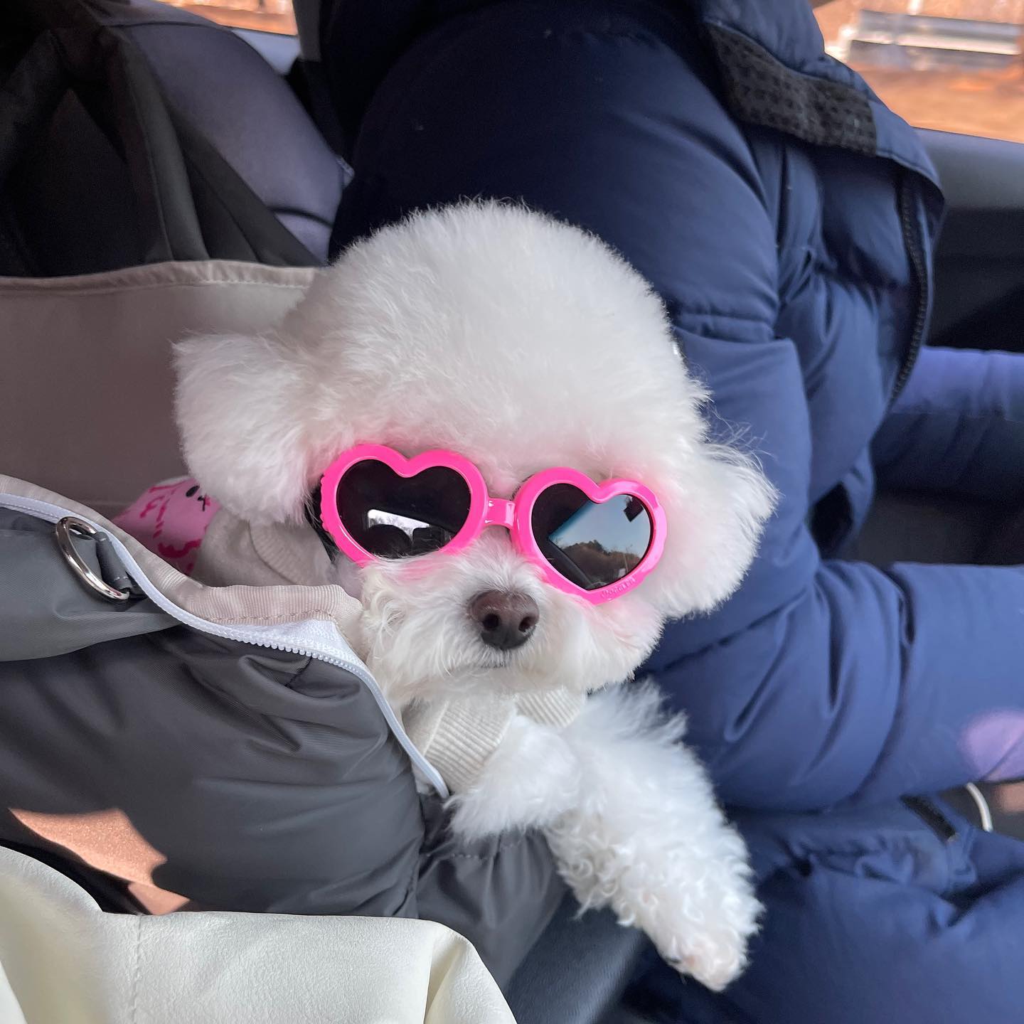 어딜 날 두고 가시나🕶️😑#나도데려가 #짖짖개 

noonoosoom daynmong_official