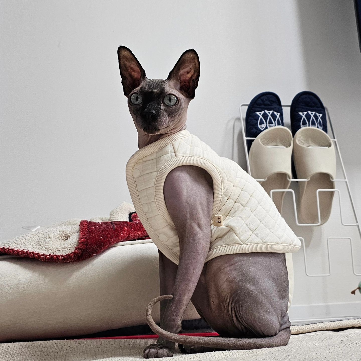 새 옷 맘에들엉

wooz_fam 

#cat#냥스타그램#スフィンクス猫#sphynxcat#스핑크스고양이#반려묘#狮身人面像猫#고양이#폼피츠#스피츠#포메라니안