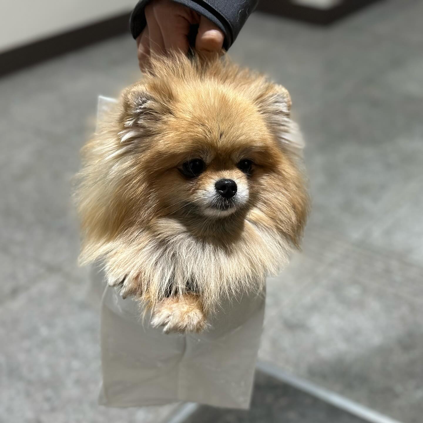 귀여움 한봉지 배달이요~🤭