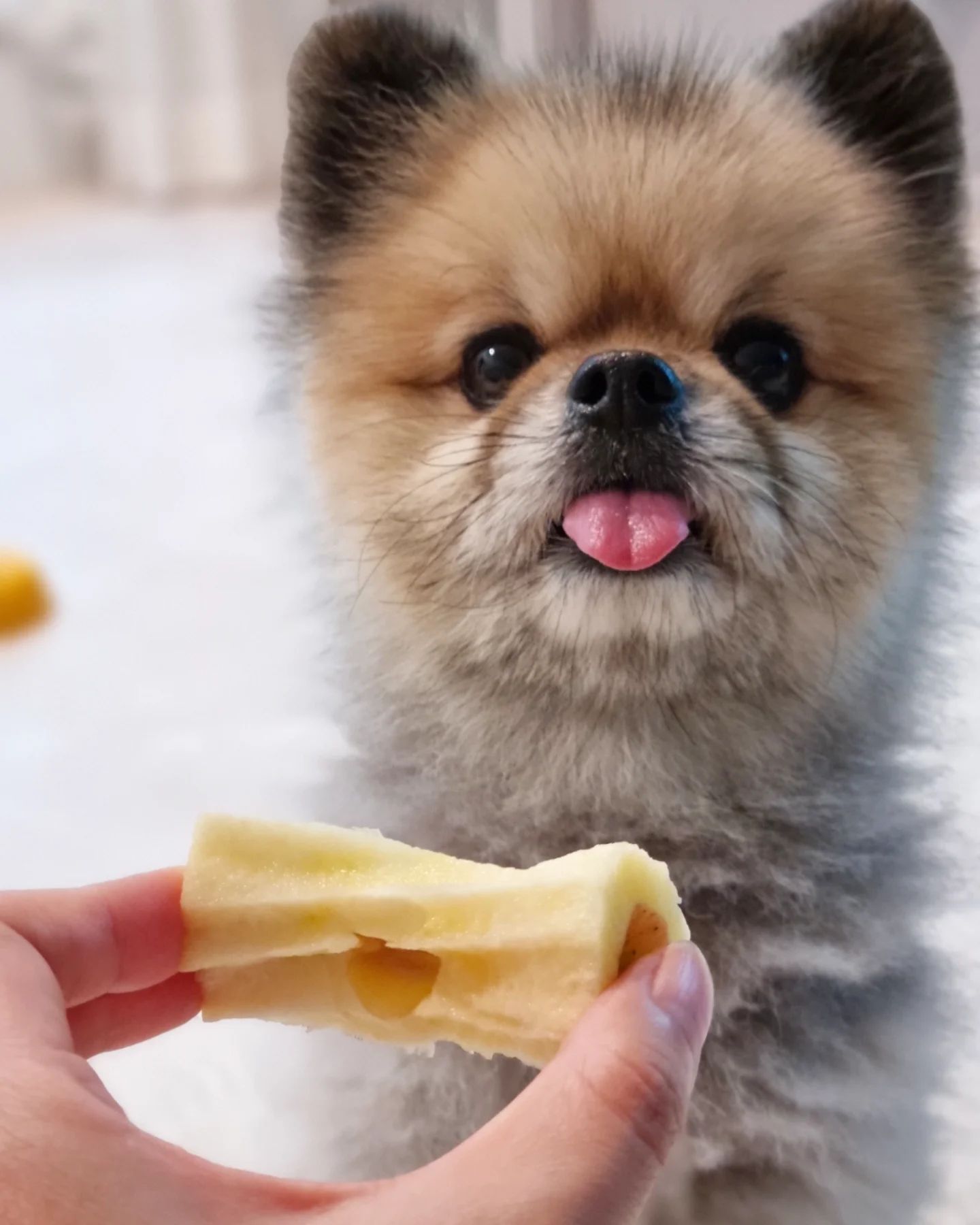 틴구들앙 과일 됴아행?! 
나눈 넘모 됴아해 💛
특히 아삭아삭🍎 사과 이고 징쨔 마시땅🐶

구로케 야심차게 물고 이빨자국 
겨우 이거냐고 놀림 받아찌만 데헷😝 

#사과먹방 #댕댕이먹방 #jmt #댕스타그램 #멍멍이 #pome #멍팔환영 #멍팔 #맞팔 #댕팔 #멍스타 #dogstagram #pomstagram