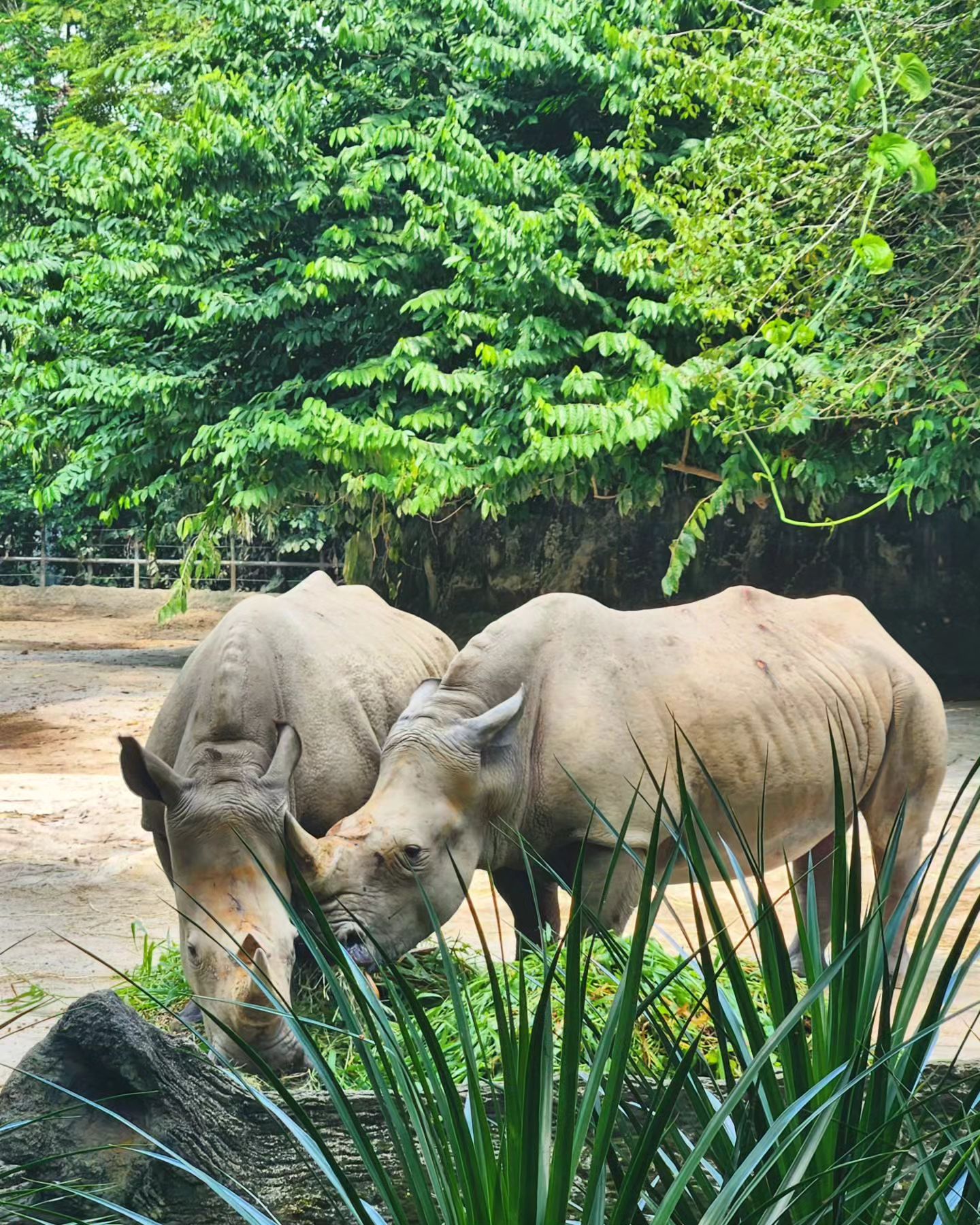 🦏🐆🦓🌴🦜🦩