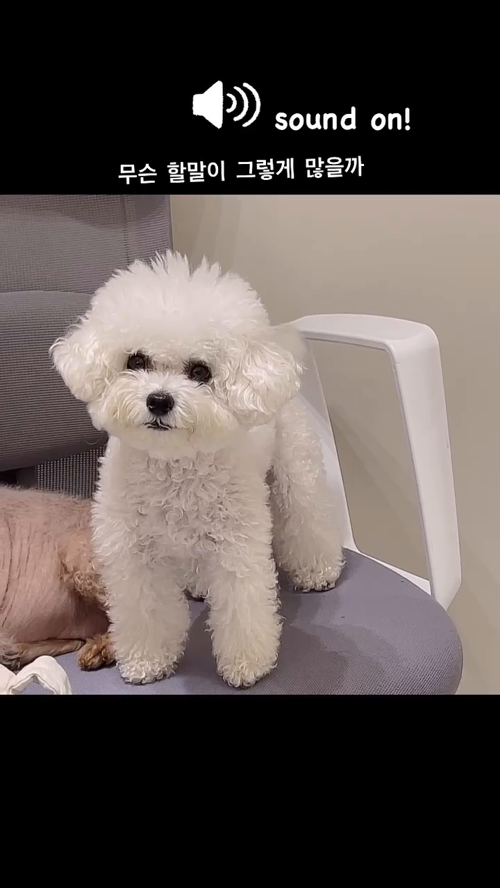 가끔 말이 너무 많은 수다쟁이