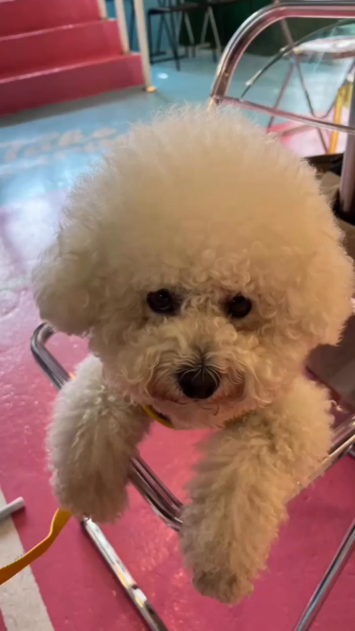 온통 귀여운 밀크뿐~~🤍🤍🤍
.
.

#밀크점장  #petlife #reels#멍스타그램 #릴스추천  #릴스#instadog #릴스타그램#댕댕이 #댕댕이일상 #일상#사랑해❤️