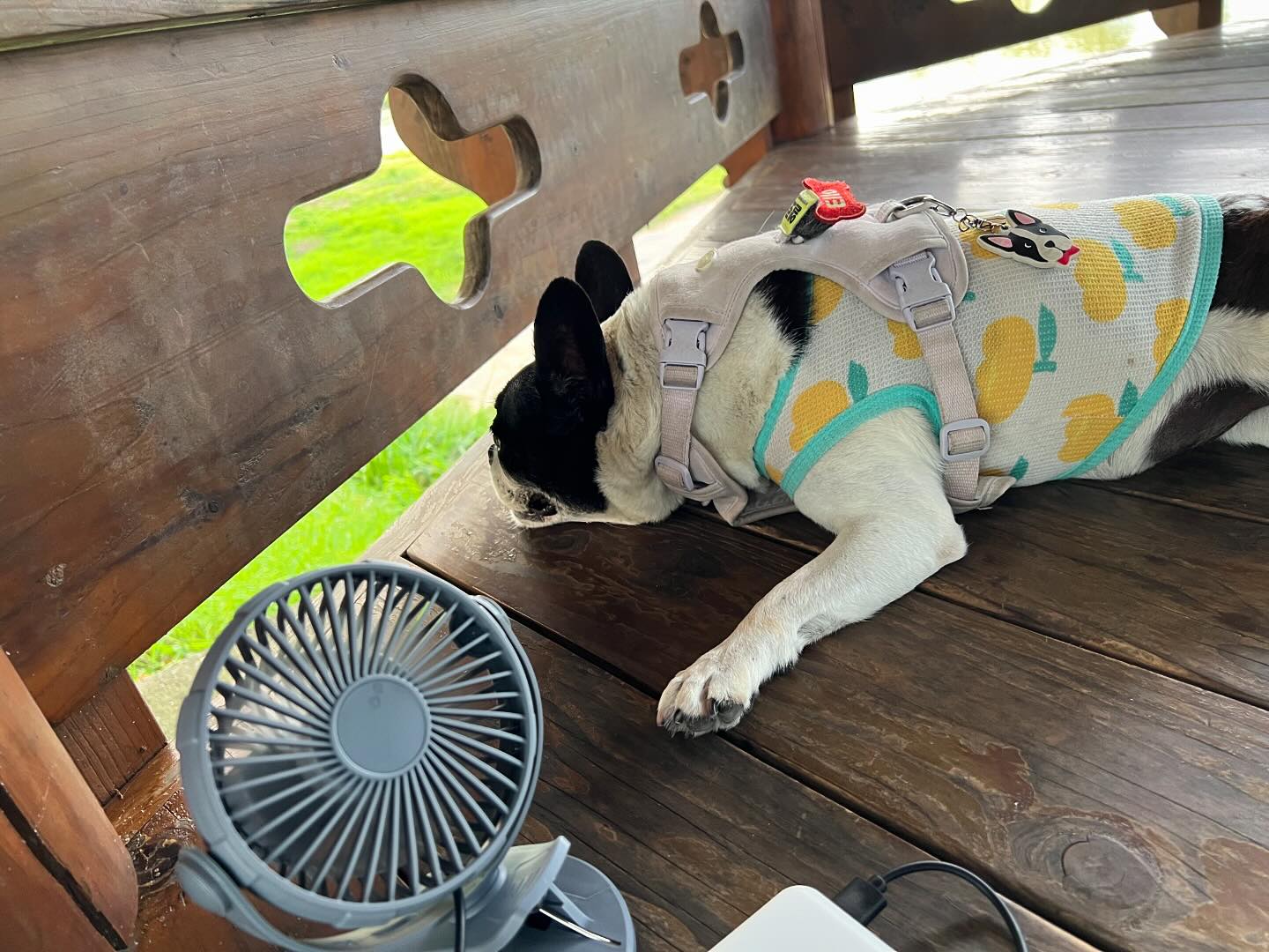 더워도 언니 껌딱지 🐼