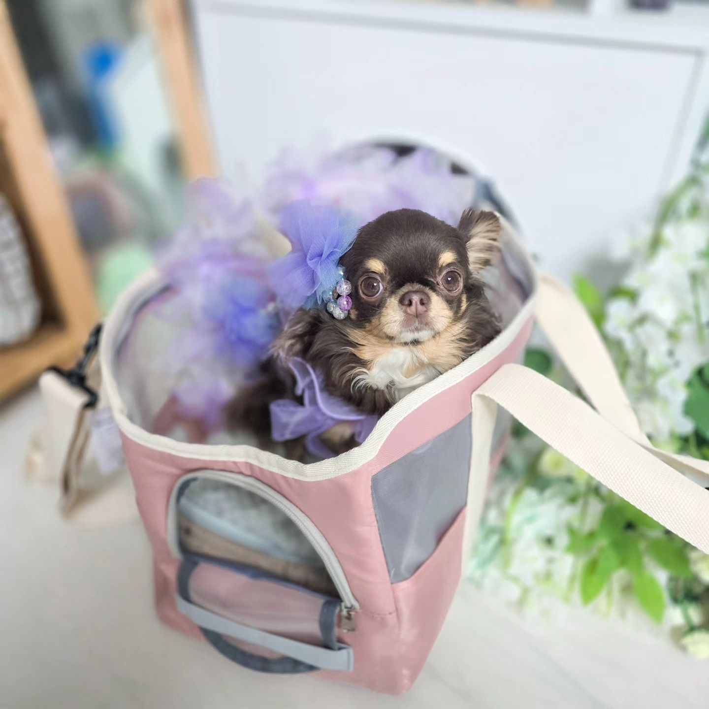 더운여름엔🩵 시원한 아르카나 가방과 함께😍 여행다녀요(ﾉ^∇^)ﾉ

탄이가🐶 가방순이라는 사실은 유명한데✌️ 여름철엔 너무 덥고 습해서😭 가방까지 무거우면 엄마가 너무 힘들어하는데😢 아르카나 강아지가방은 450g 초경량이라🩷 가볍게 이동하기 너무 편하다궁(･ω･*)

어깨끈도 탈부착가능하게 되어있어😋 편하고 깔끔하게 다닐수 있고💚 수납공간도 다양하게 많이 있어 똥츄 리드줄 물통 간식통 등👍 산책시 필요한 물건들을 간편하게🤩 다 들고 다닐수 있옹(*･∀･*)

버스나 지하철 기차탈때🚗 대중교통 이용시 강아지랑 함께🐕 이동할때 너무 가볍게 다닐수 있고 제주도✈️ 갈때도 아르카나 강아지가방과 함께라면😝 몸무게 간당간당한 팅구들도 쌉가능이라고(*＞∇＜)ﾉ

https://m.smartstore.naver.com/arcana07/products/10311253227

#강아지산책이동가방 #반려동물이동가방 #고양이산책이동가방 #아르카나 #강아지이동가방 #강아지 슬링백 #산책가방 #아르카나강아지이동가방