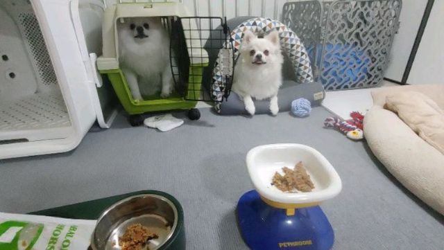 유 호진 on Instagram: "#협찬 @babadogs.official 

아이가 입맛이 없을 때 

음수량이 적은 반려견 

출산 수술로 몸보신이 필요한 반려견

사료를 자주 교체해줘야하는 반려견 

치아 질환이나 치아가 약한 반려견 

바바독스 장점은 진짜 설명해도 끝이 없어요 

저는 훈련사로써 애들 간식이나 화식 급여 전 

직접 먹어봅니다. 바바독스 화식은 화학첨가물이

전혀 들어가지 않는게 느껴지고 건강한 맛 

그대로입니다. 훈련사인 제가 강추 😍

#바바독스화식 #바바독스 #일상 #댕스타그램 #오늘도추워맨날추워"