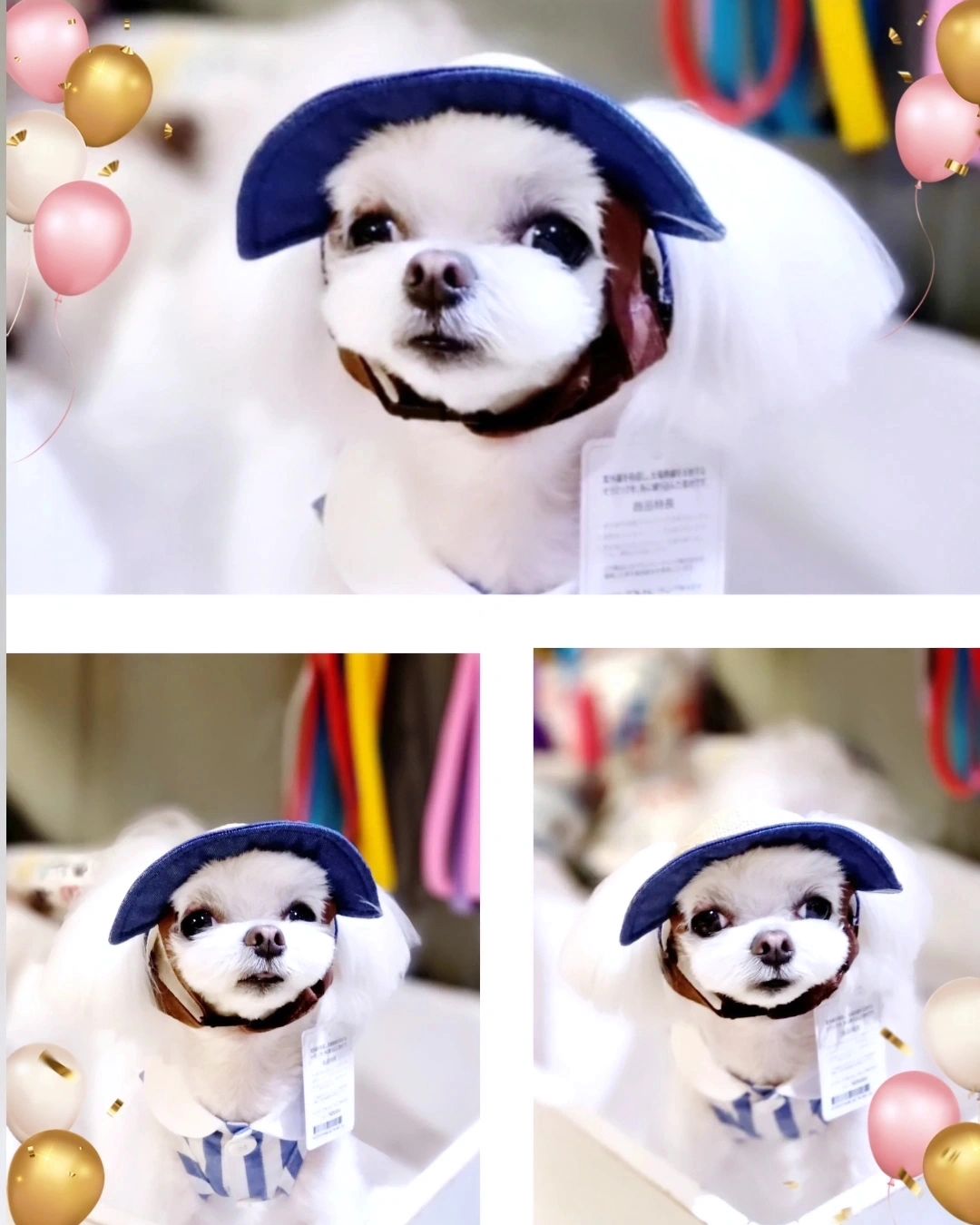 축복💙
텍달린 캡 멋지나개?
나 서태지도 아니구
......ㅋㅋㅋ

행복하루...♡

#루루축복
#루이독