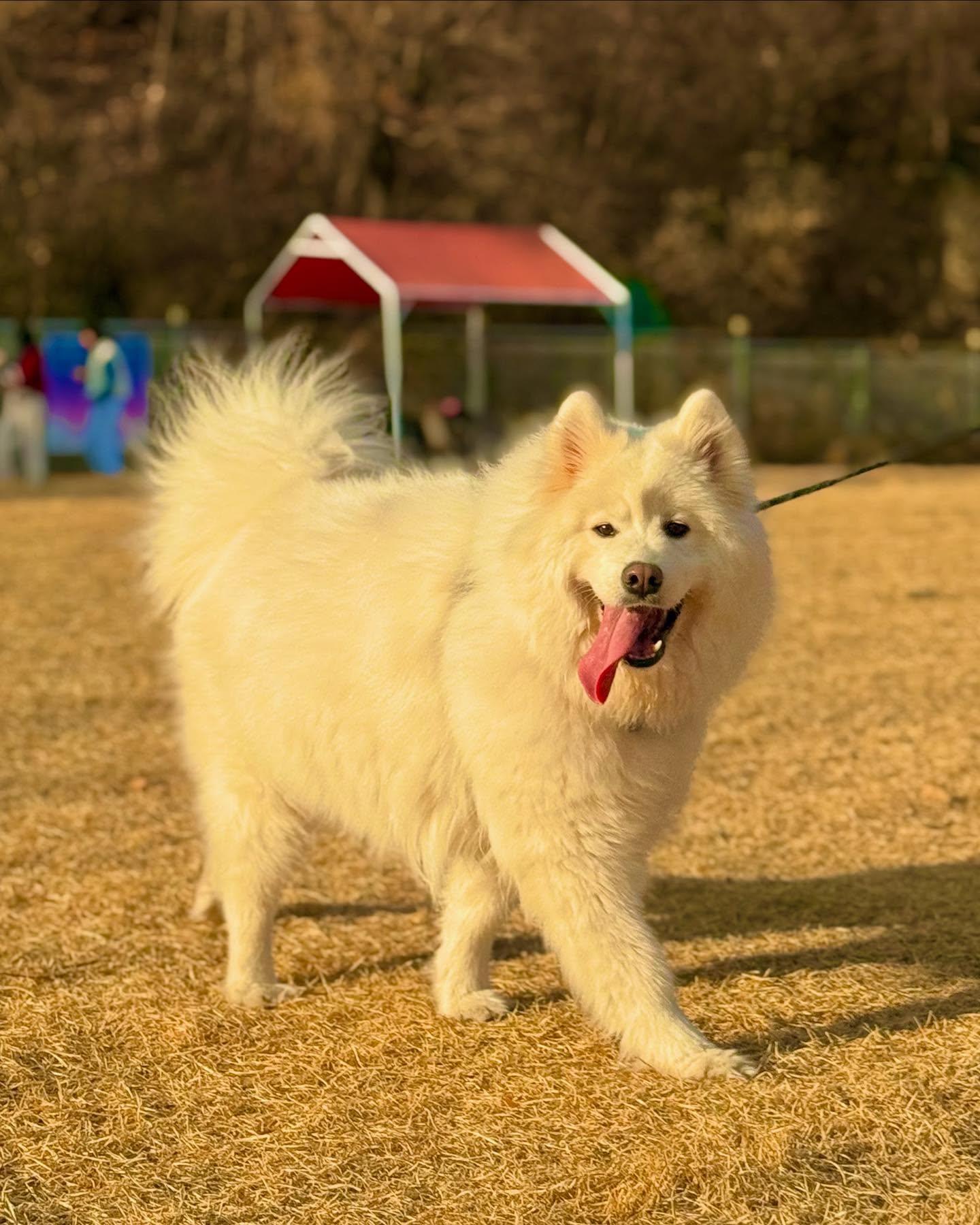 강아지세상에서 맘껏뛰고놀아본 유일했던 하루
감사합니다
petyougive_cafe pet_you_give
사진잘찍어줘서 고마우이
kyung__o.o2