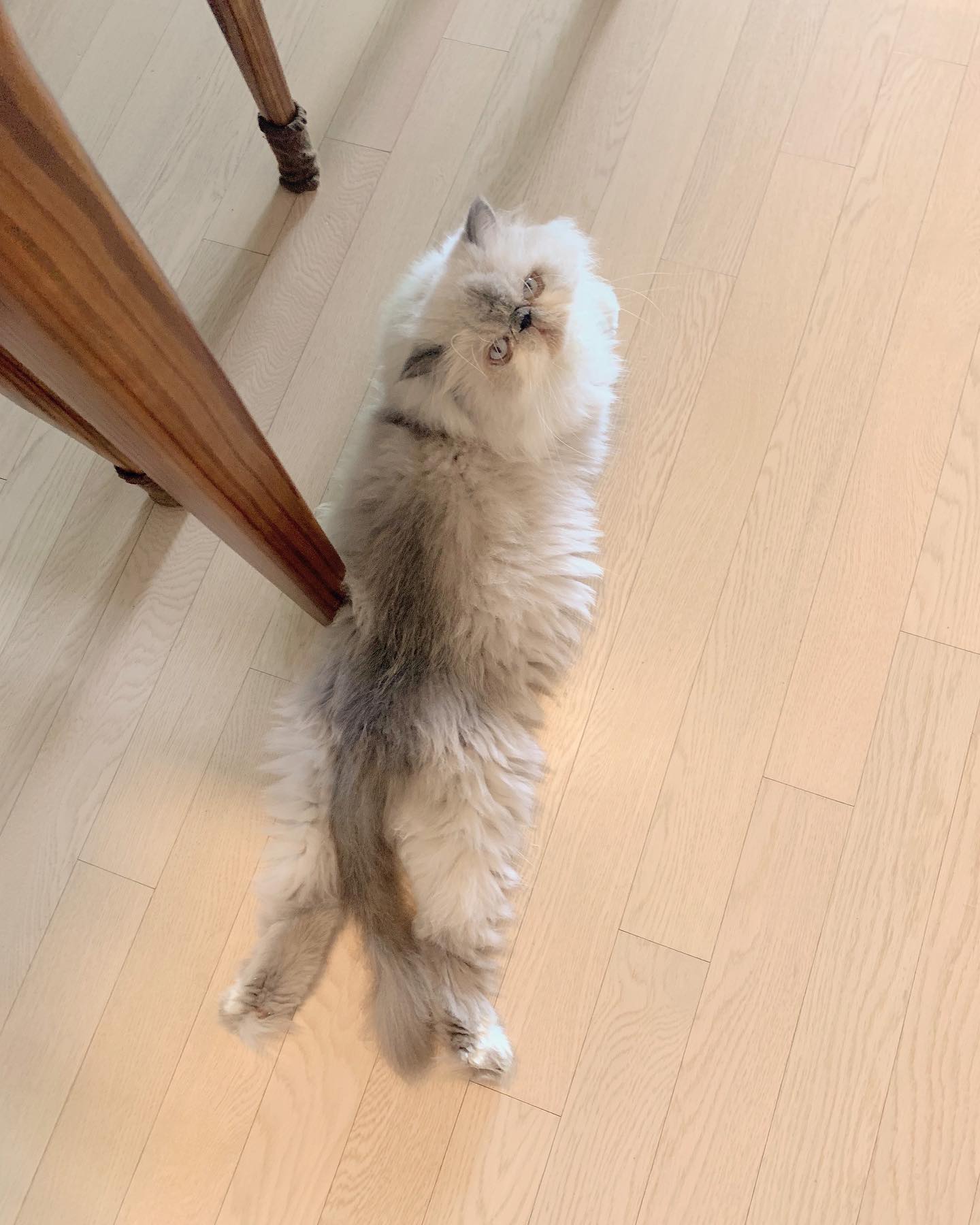 밤비야 많이 덥지... 곧 털 밀어야해 .... 🥹