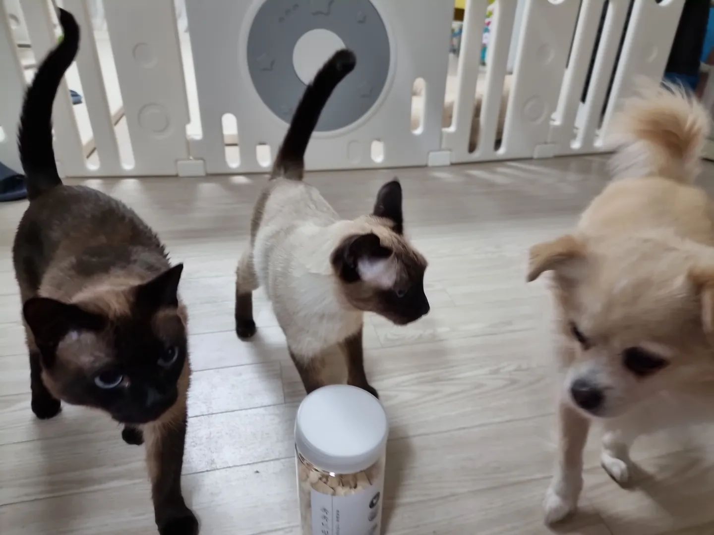 어쩌다보니 대가족🐶🐶🐕🐱🐱🐈🐈🐈‍⬛
개보리, 참깨, 후추, 호두, 마루, 봄이, 까망, 쭈니 순
진도개 쭈니랑 고양이 마루 ✨️ 노란애들 끼리 사이 좋음
#진도믹스#코숏#삼색이#샴#믹스견 #동물농장
